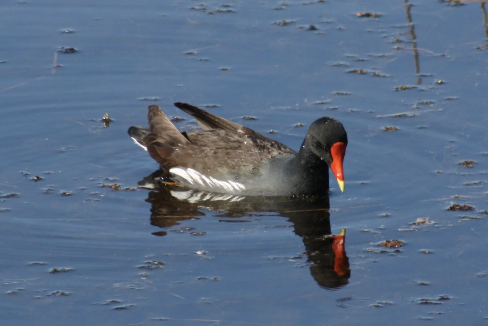 Common Gallinule, Savannah, GA, 2026.