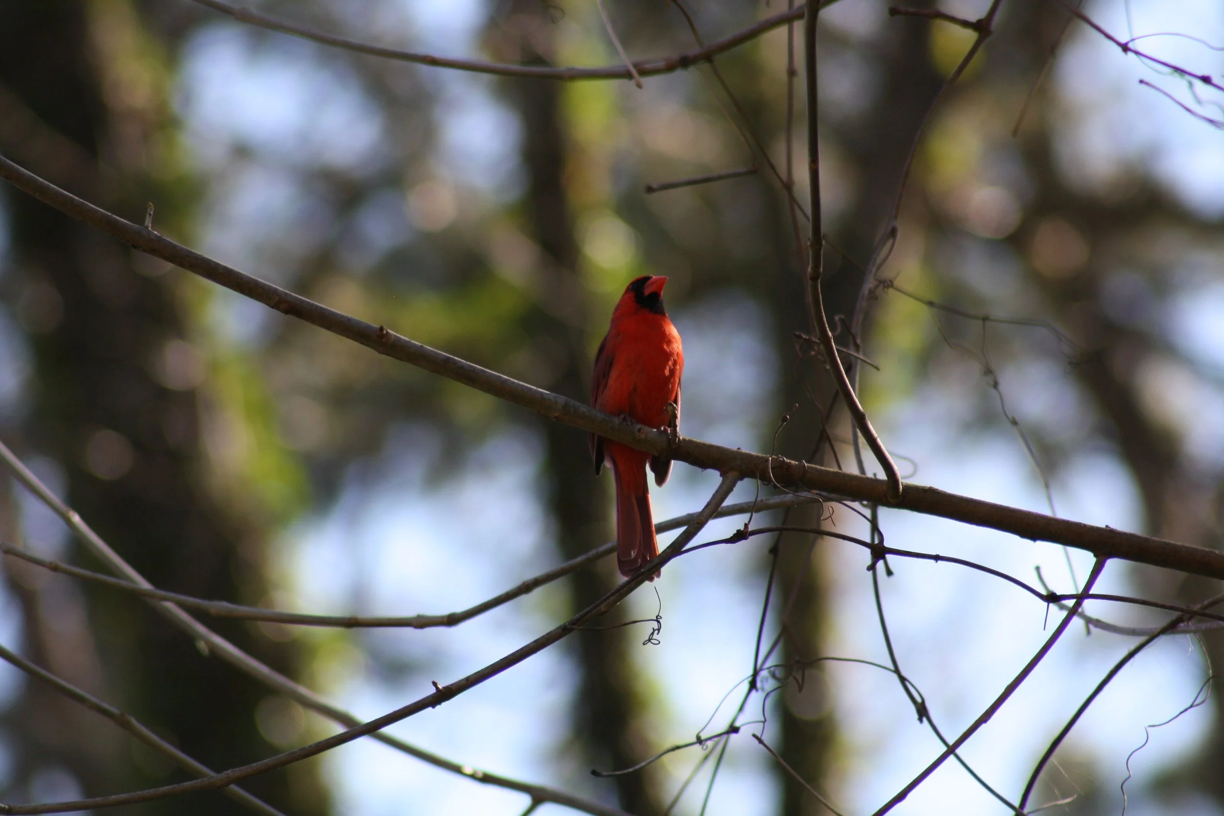 Northern Cardinal, Atlanta, GA, 2025.