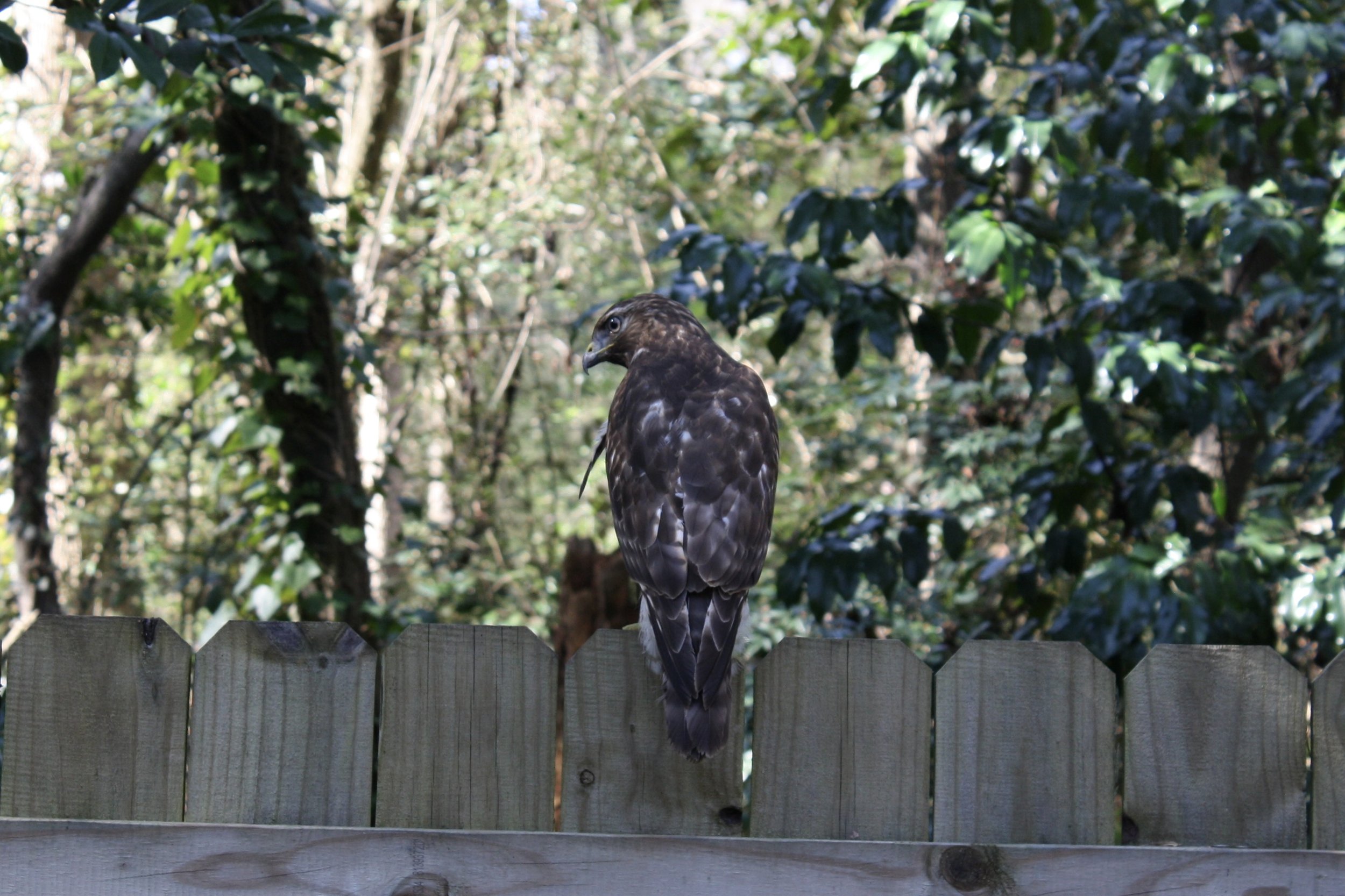 Red Tailed Hawk, Atlanta, GA, 2025.