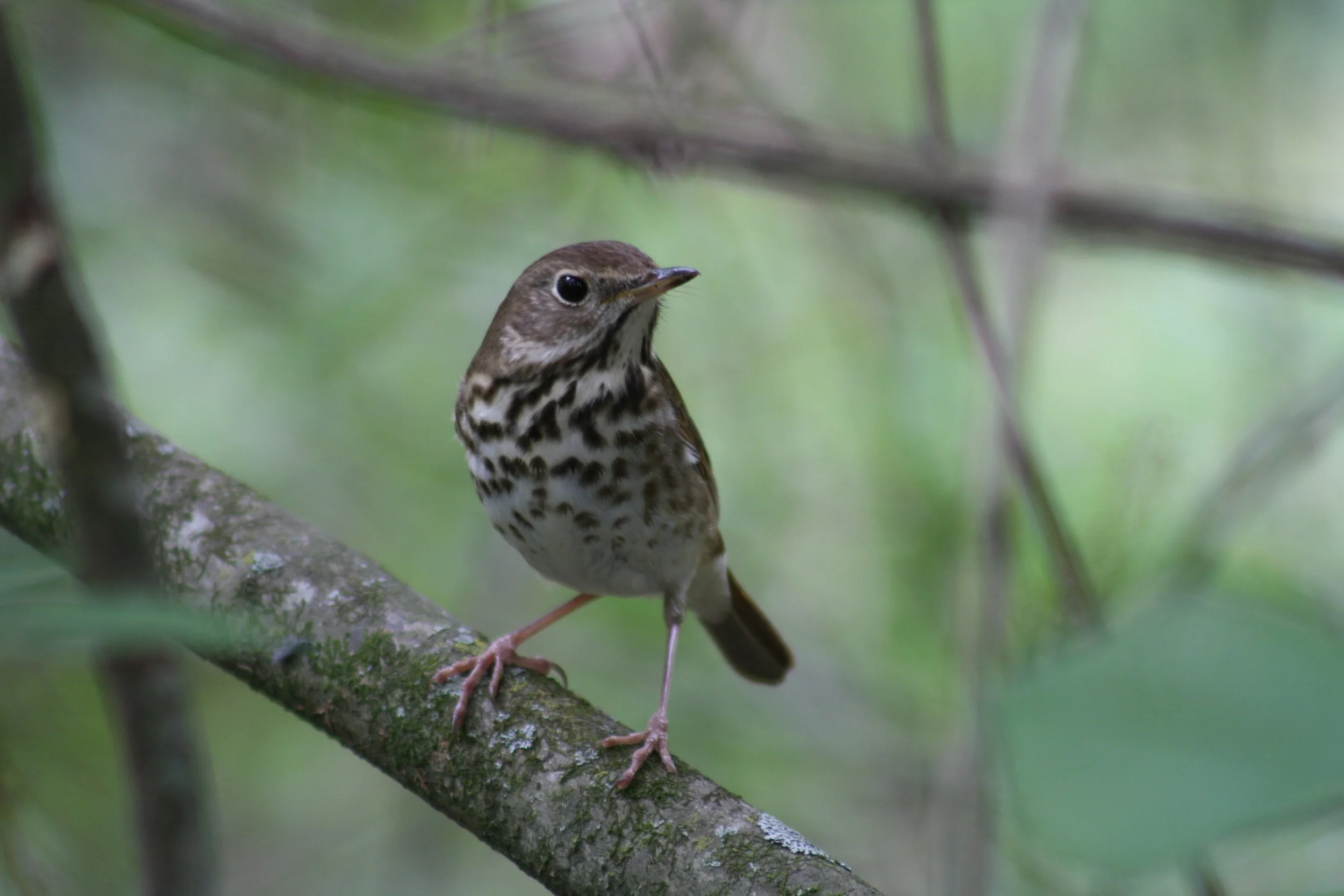 Hermit Thrush, Atlanta, GA, 2025.
