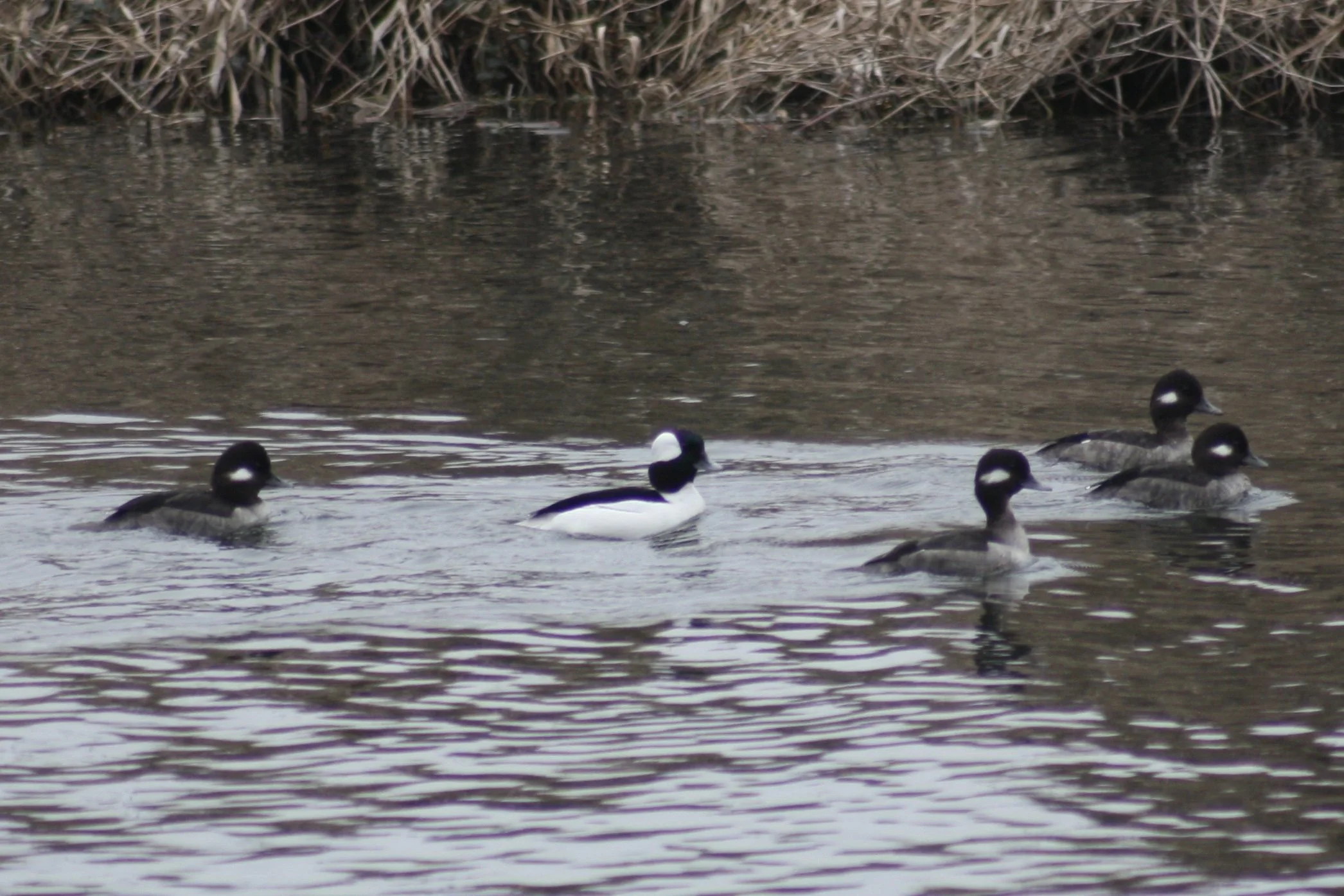 Bufflehead, Savannah, GA, 2026.