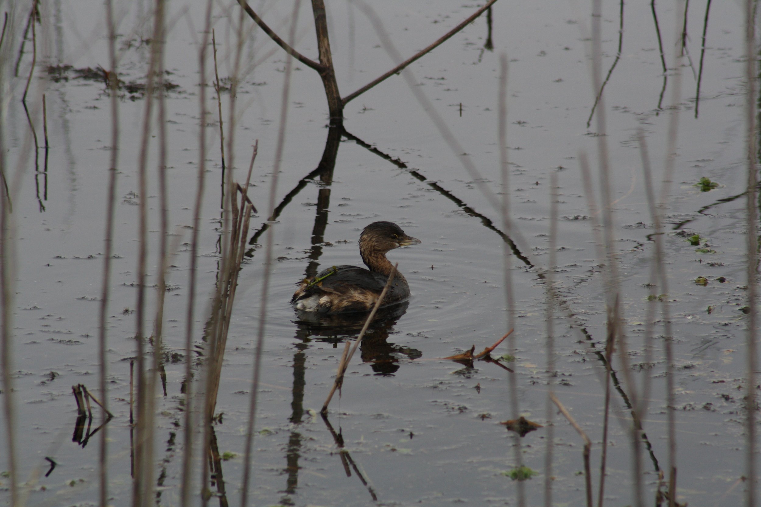 Pied Billed Grebe, Savannah, GA, 2026.