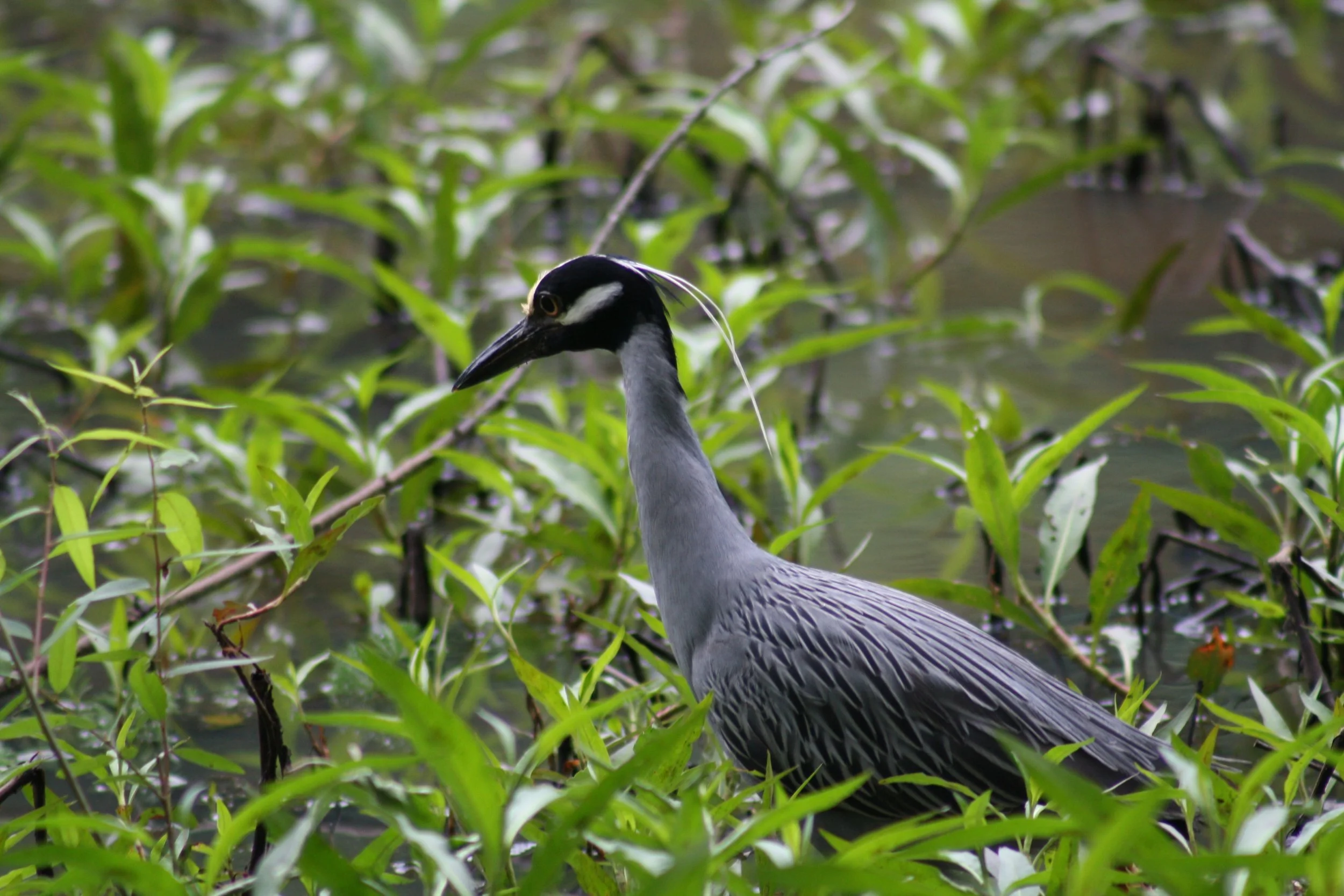 Yellow Crowned Night Heron, Atlanta, GA, 2025.