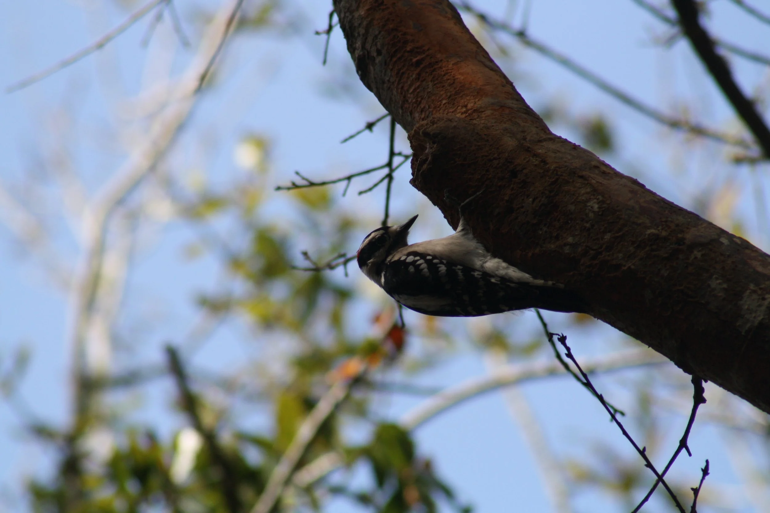 Hairy Woodpecker, Jekyll Island, GA, 2026.