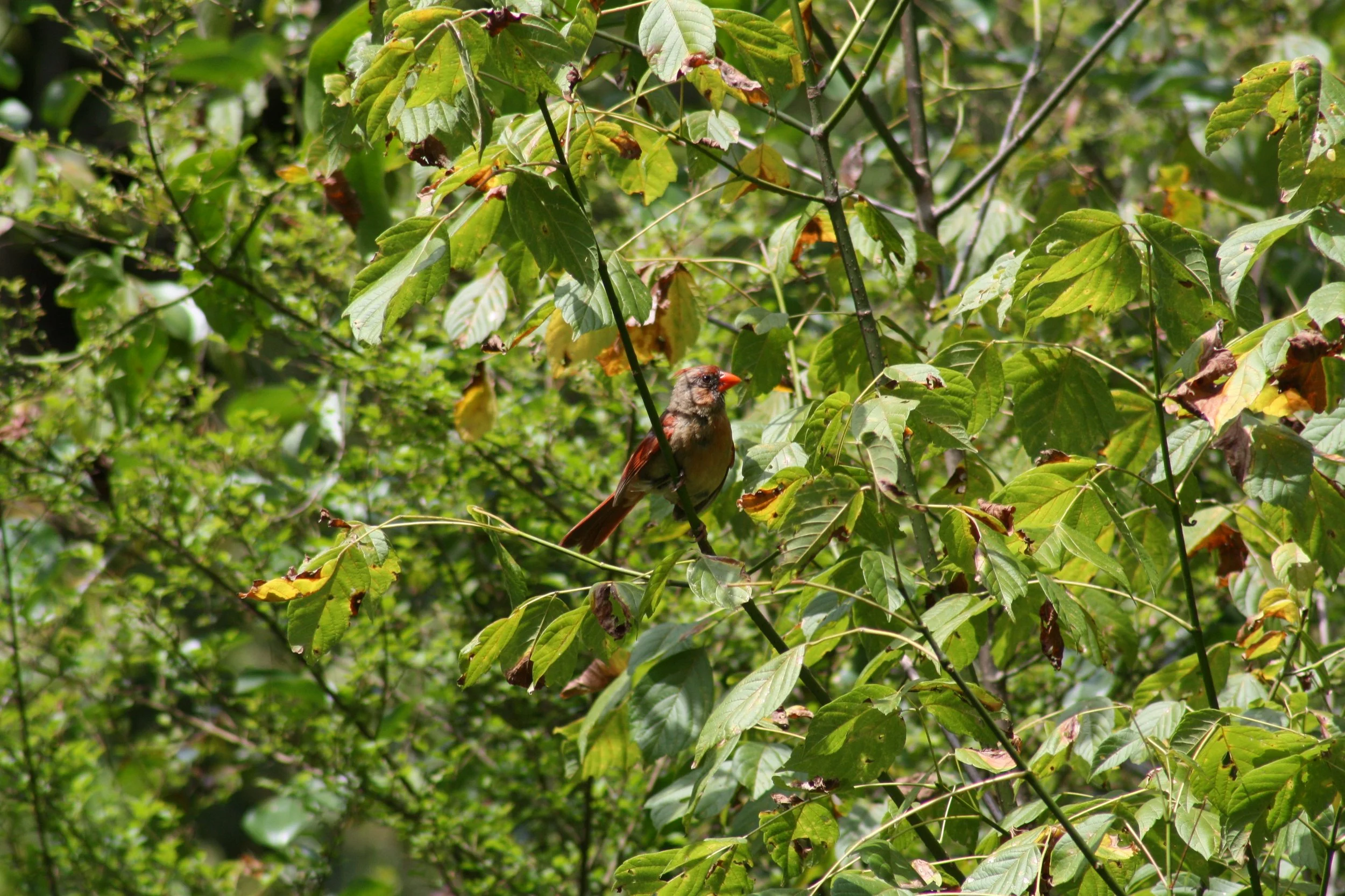 Northern Cardinal, Alpharetta, GA, 2025.