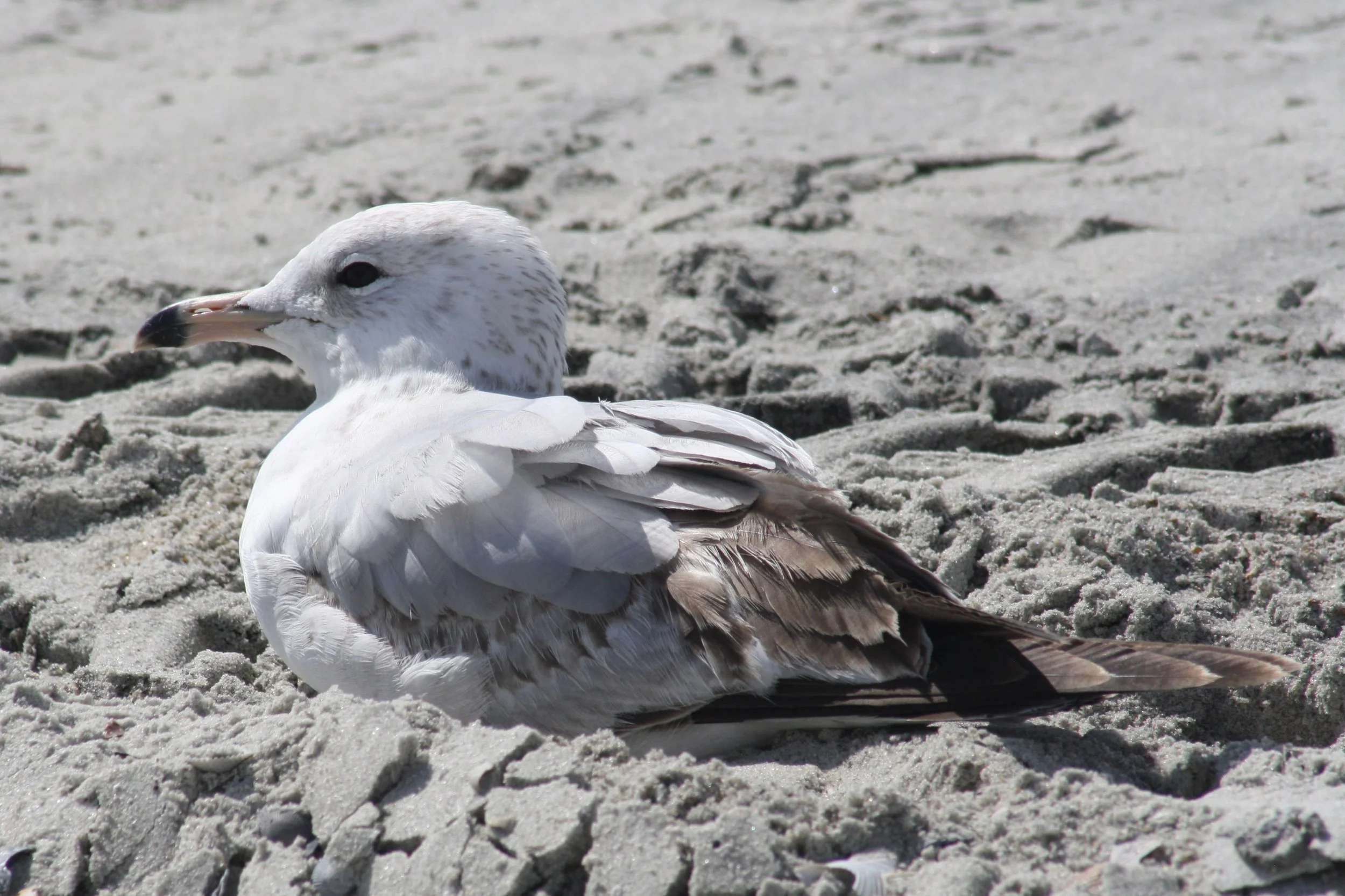 Ring Billed Gull, Tybee Island, GA, 2026.