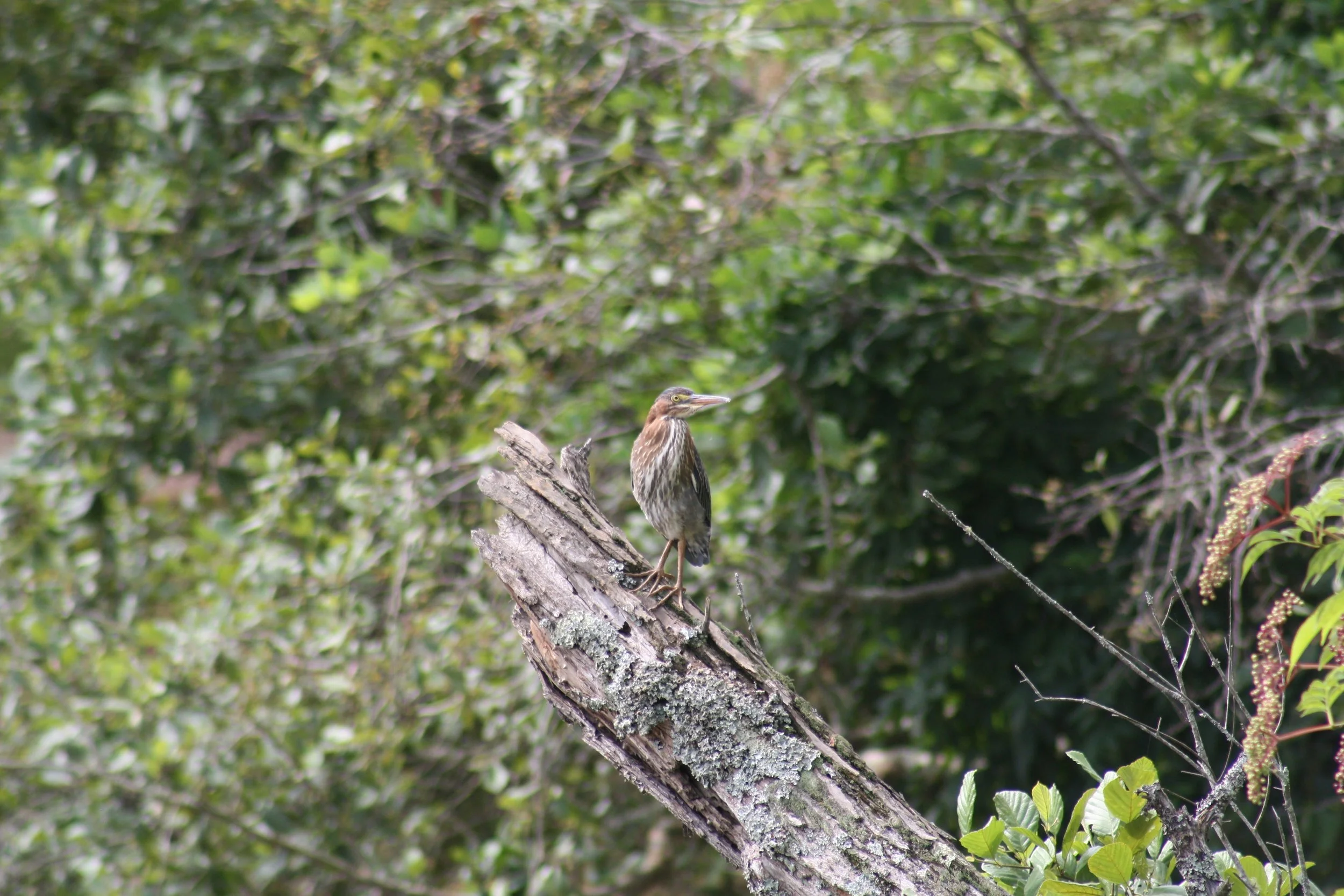 Green Heron, Suwanee, GA, 2025.
