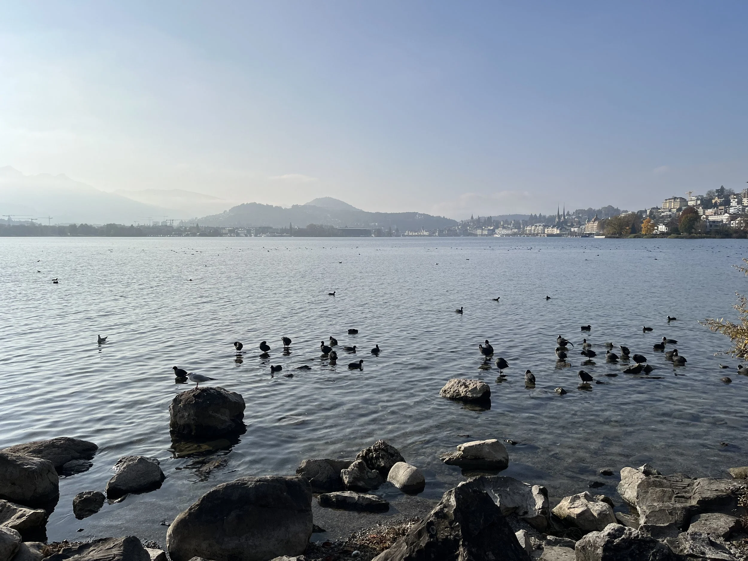 Eurasian Coot, Luzern, CH, 2024.
