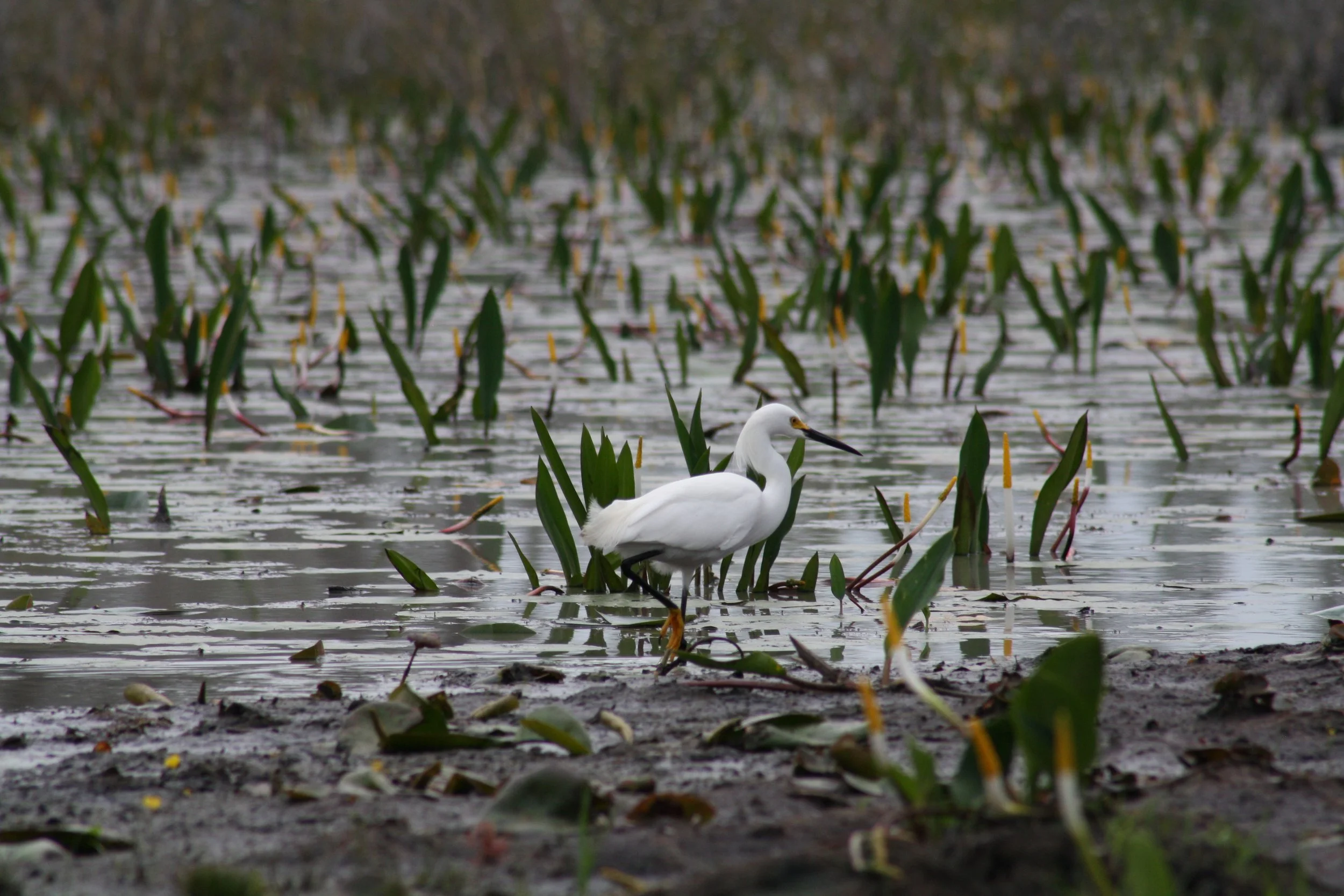 Snowy Egret, Okefenokee Swamp, GA, 2025.