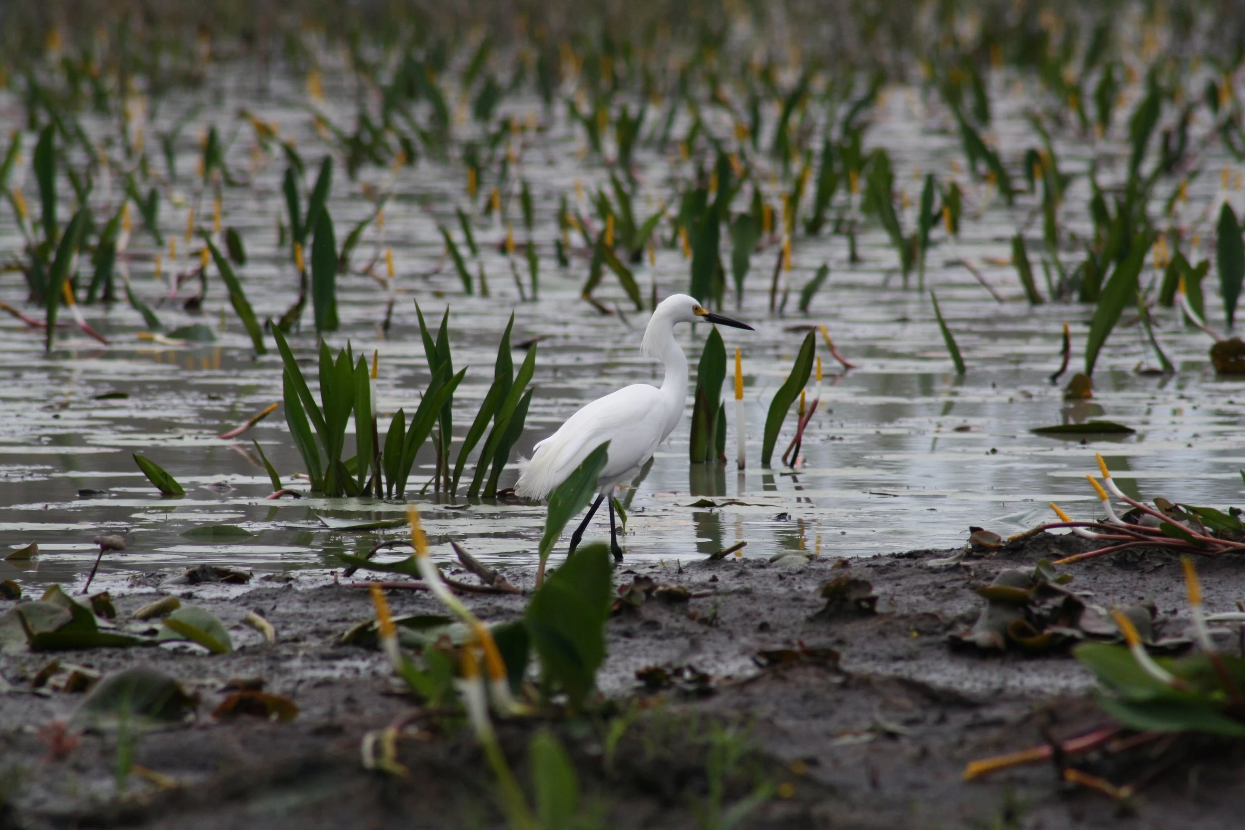 Snowy Egret, Okefenokee Swamp, GA, 2025.
