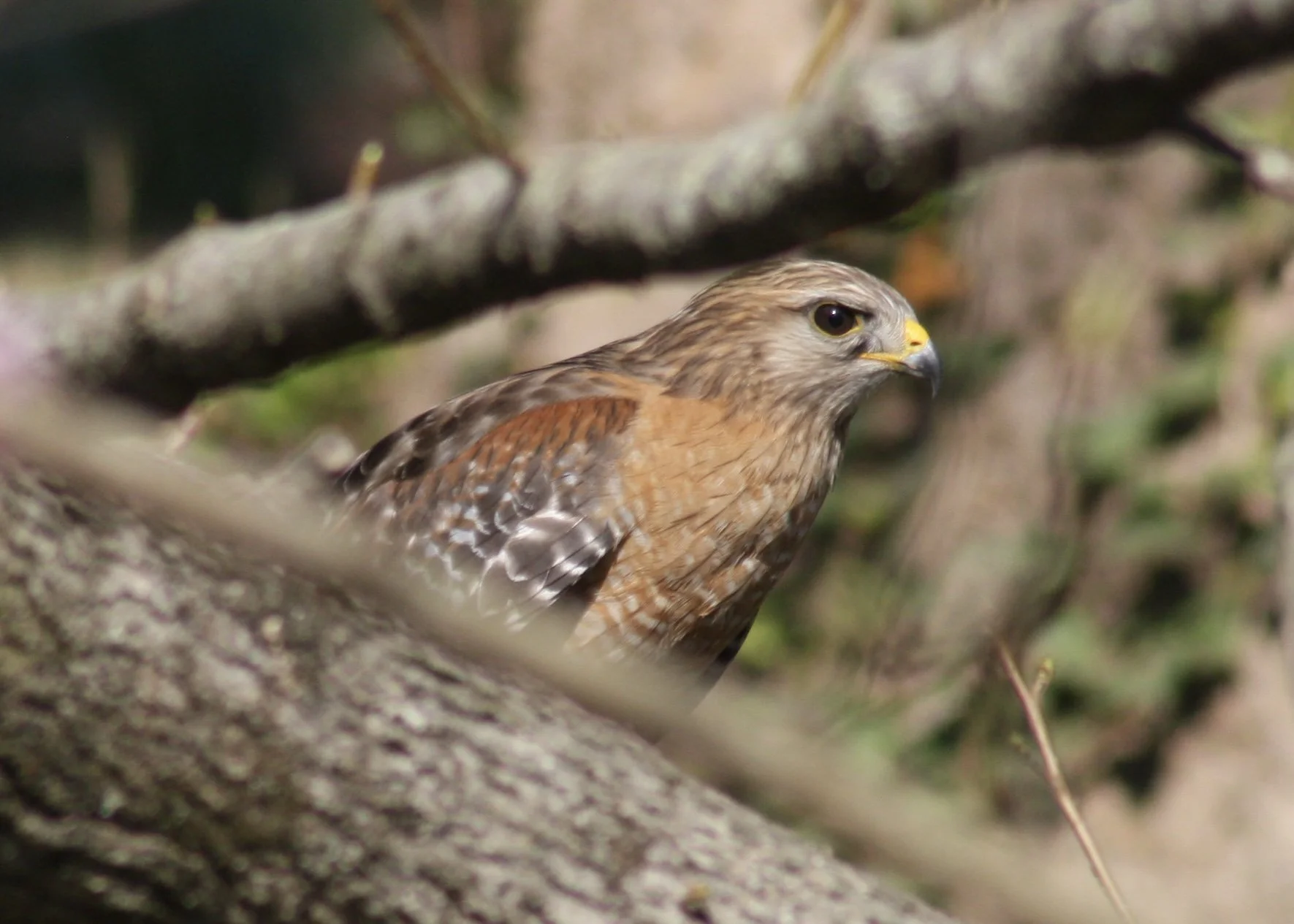 Red Shouldered Hawk, Atlanta, GA, 2026.