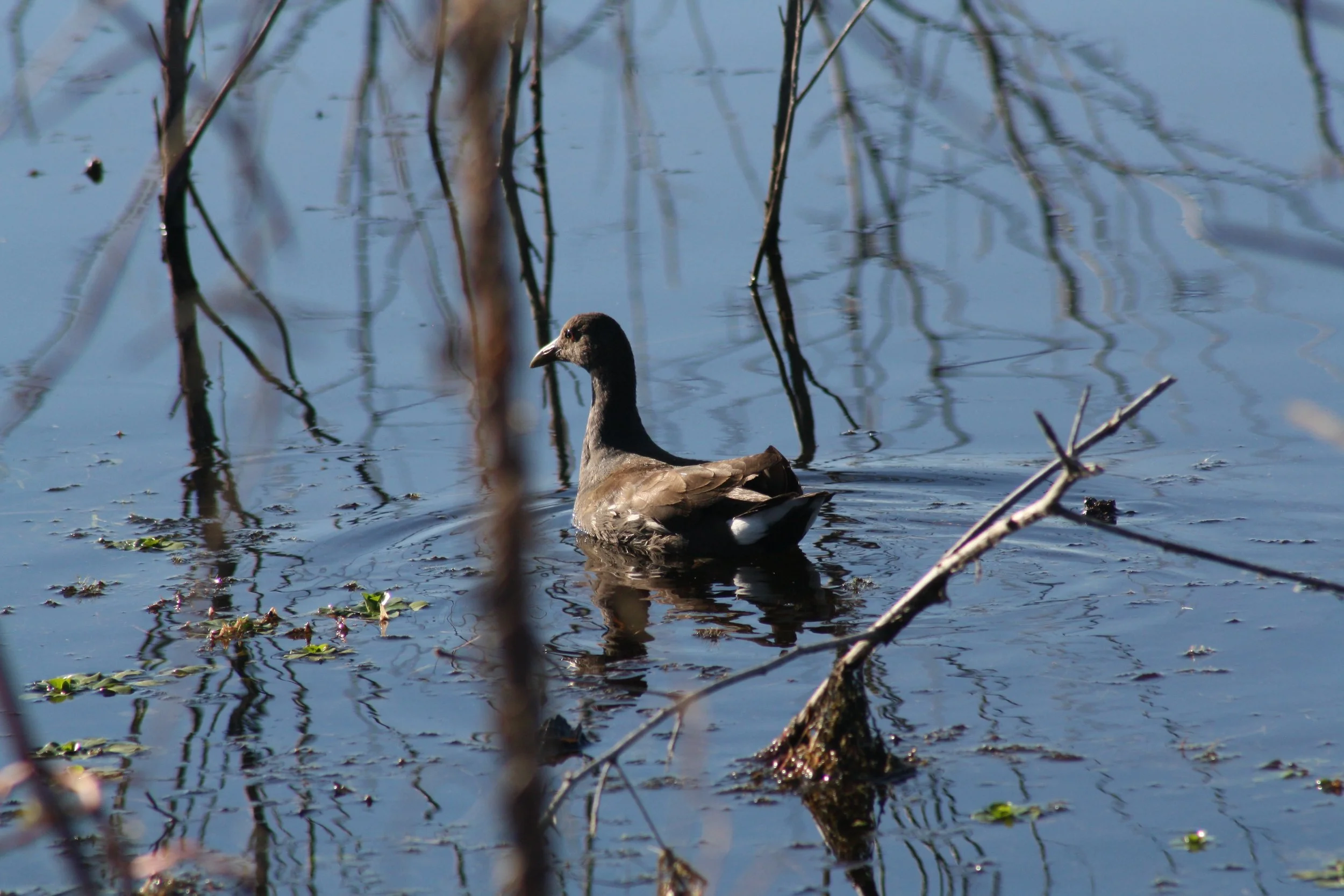 Common Gallinule, Savannah, GA, 2025.