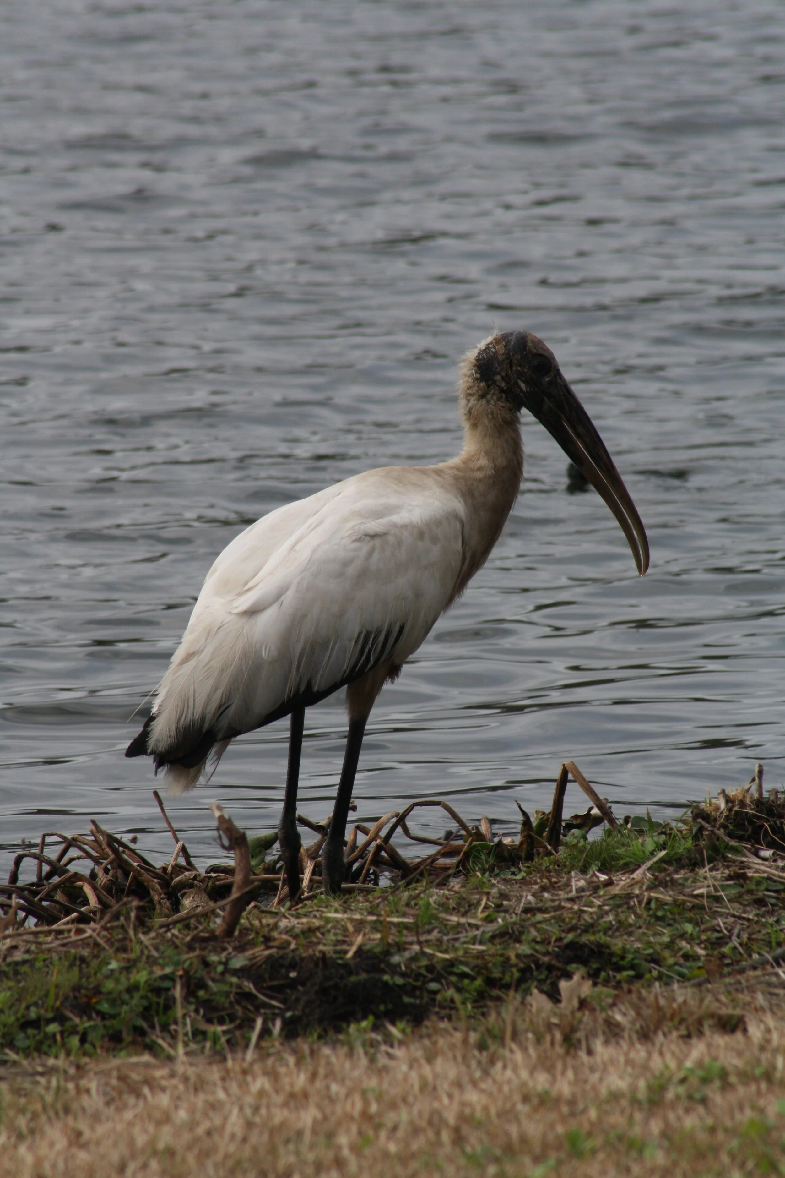 Wood Stork, Savannah, GA, 2026.