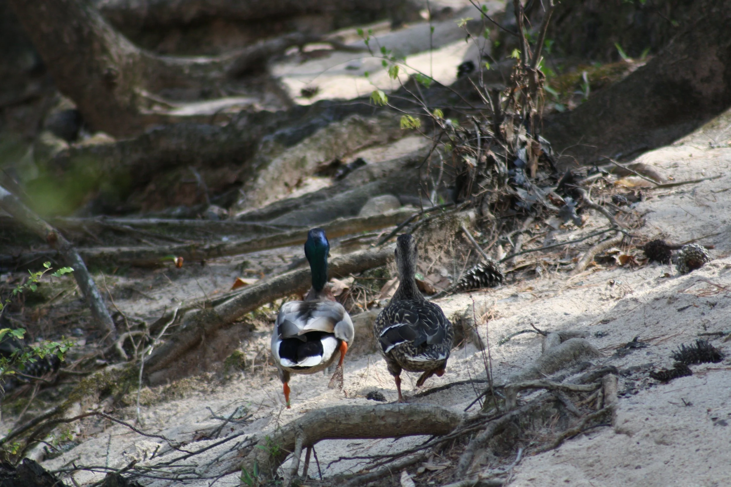 Mallard, Atlanta, GA, 2025.
