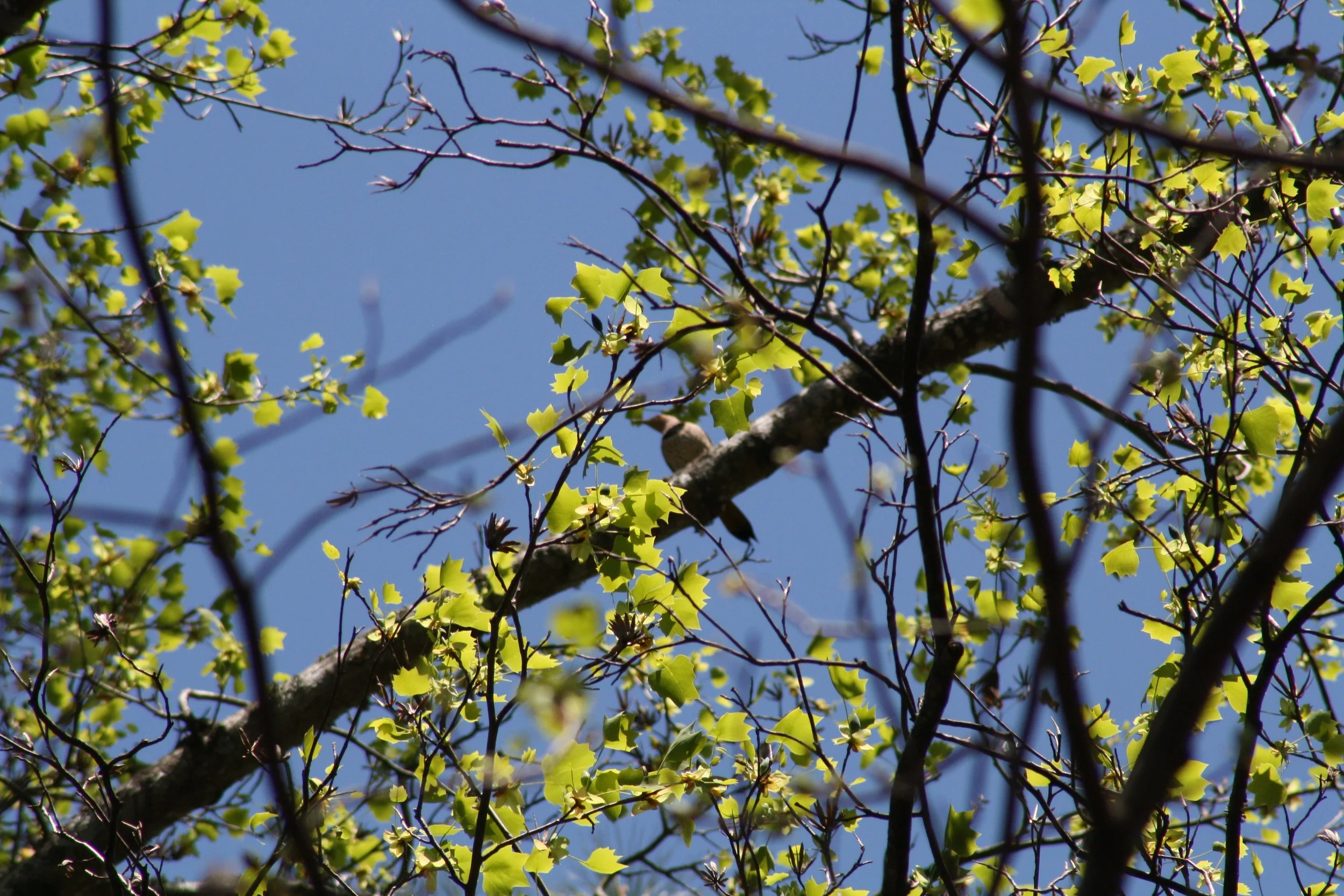 Northern Flicker, Atlanta, GA, 2025.
