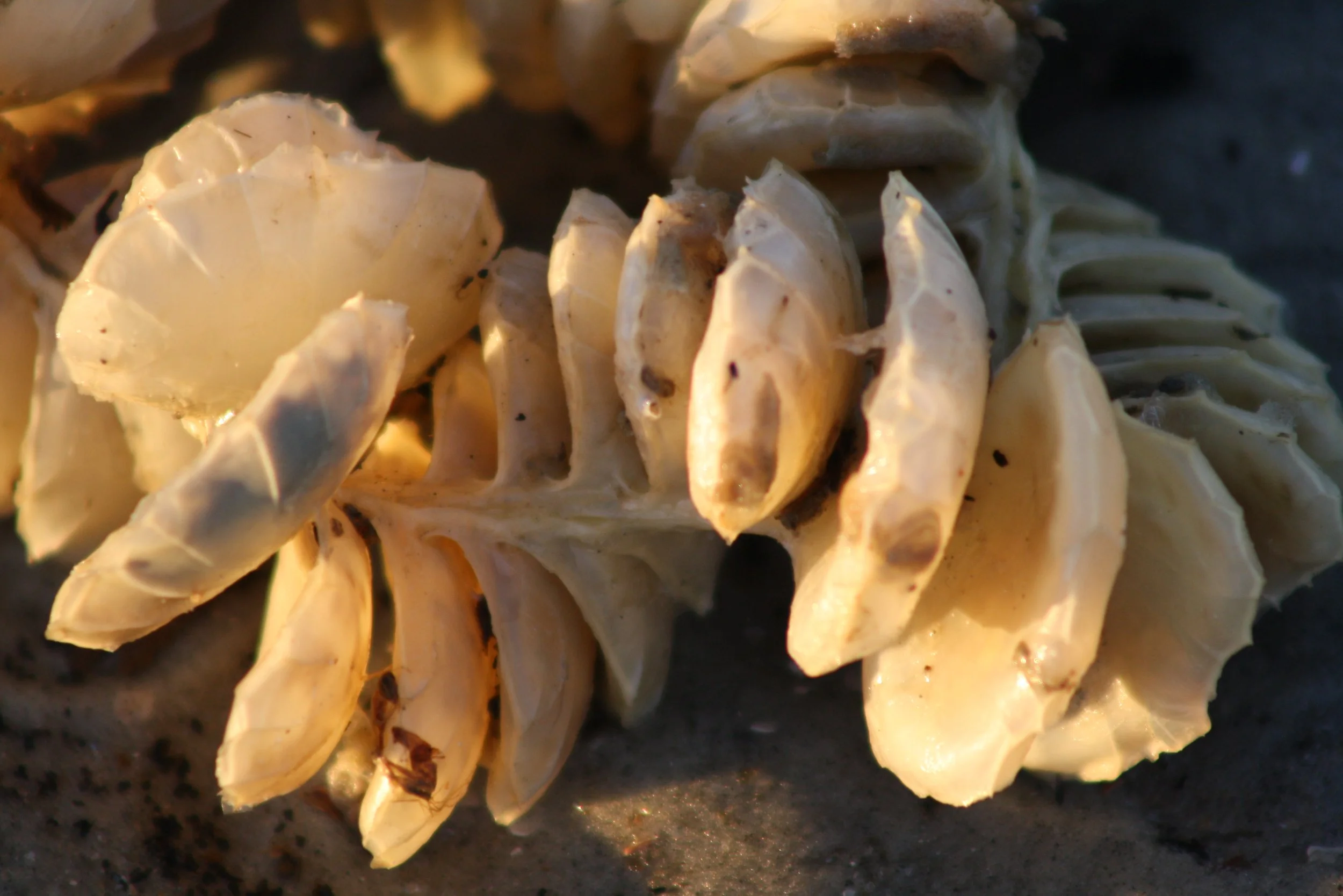 Tybee Island, GA, 2025.