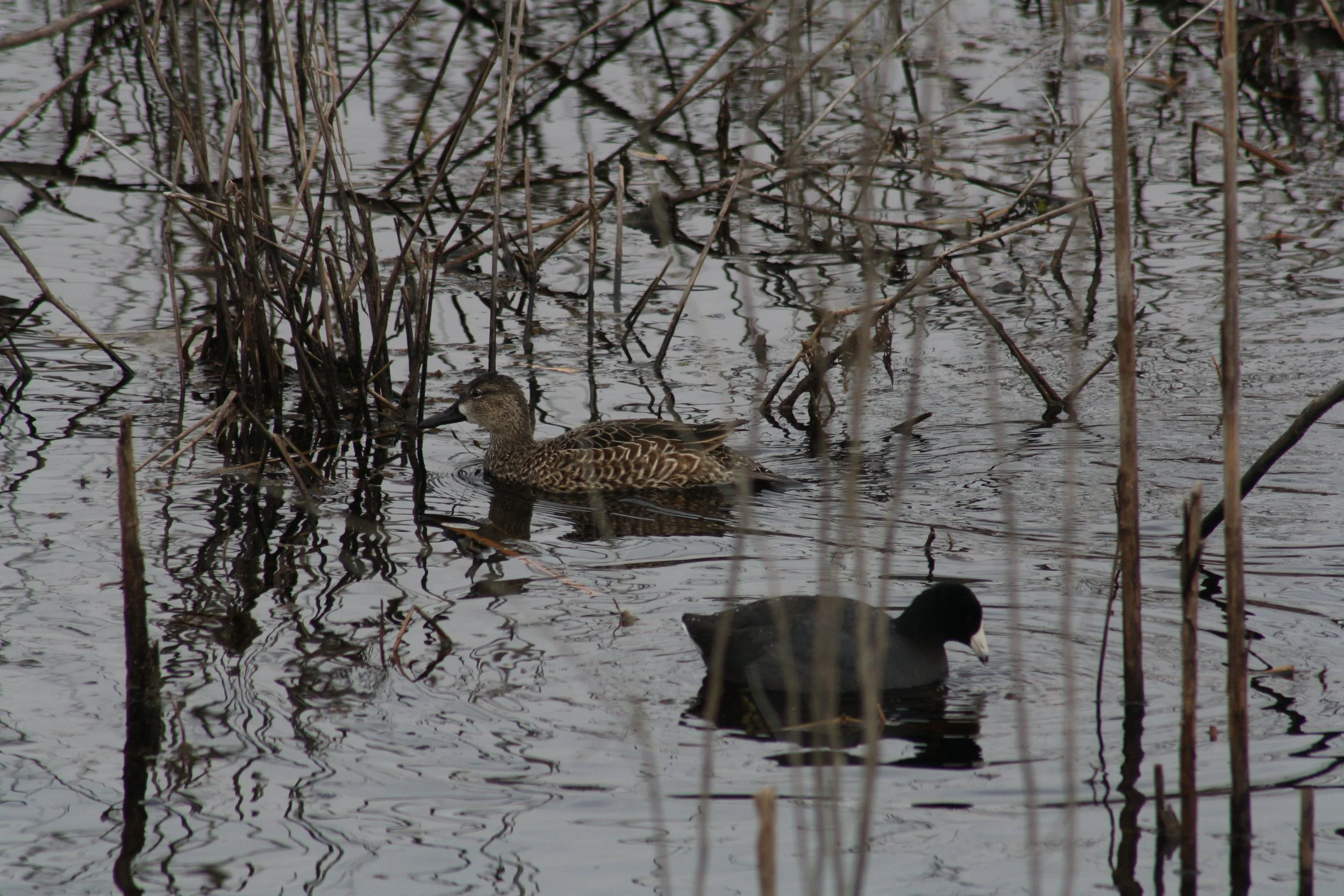 Blue Winged Teal and American Coot, Savannah, GA, 2026.