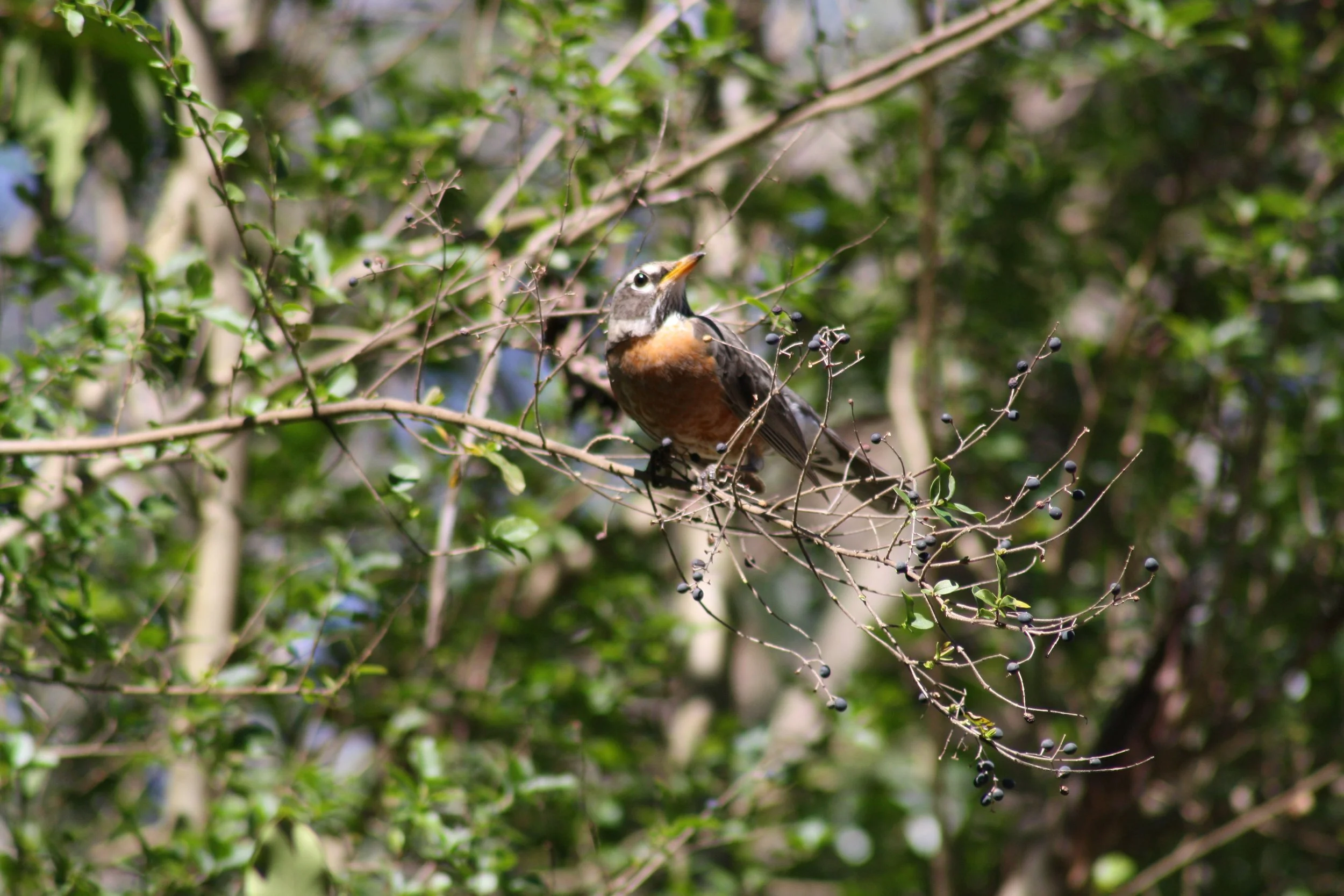American Robin, Atlanta, GA, 2025.