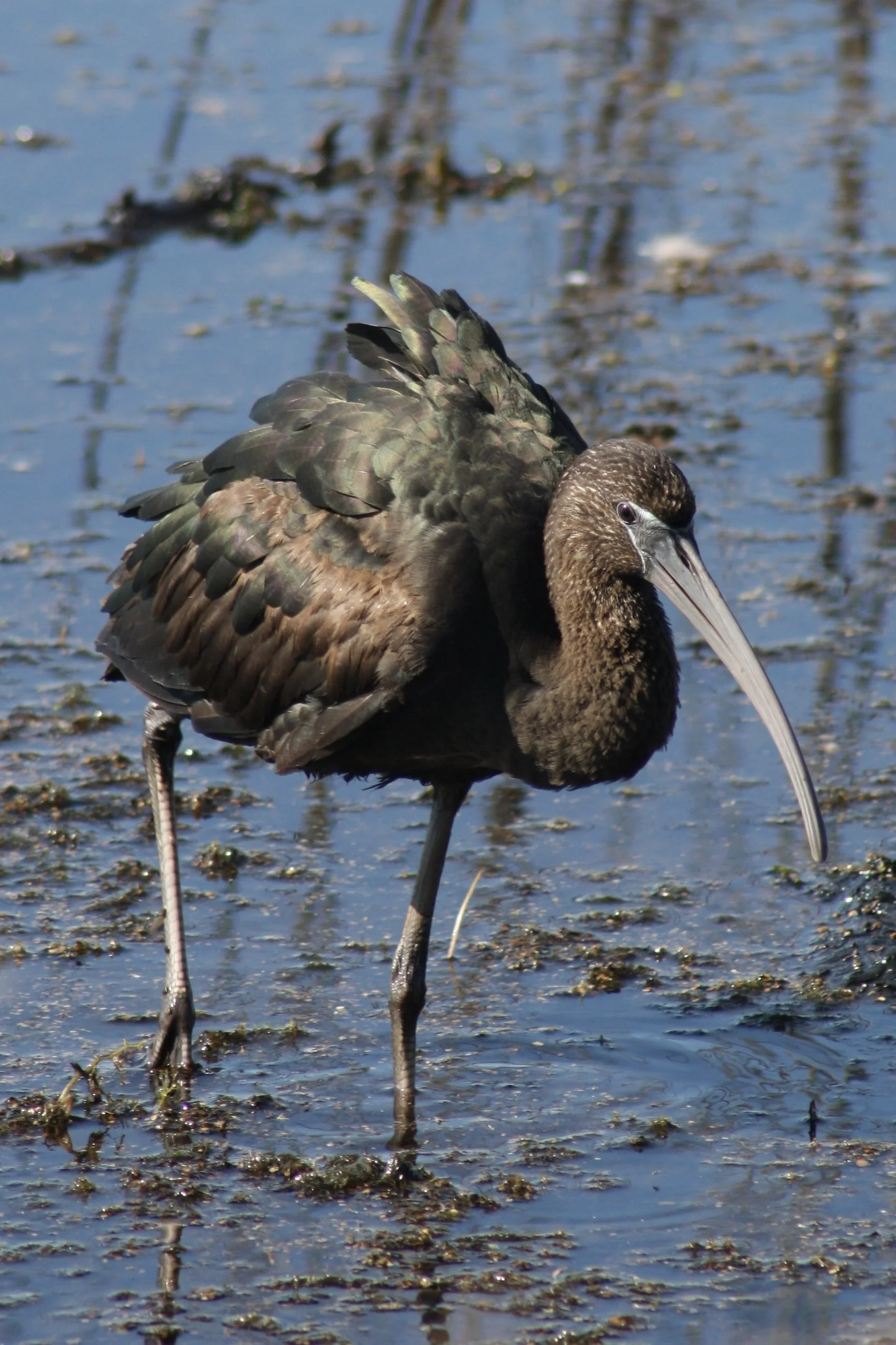 Glossy Ibis, Savannah, GA, 2026.