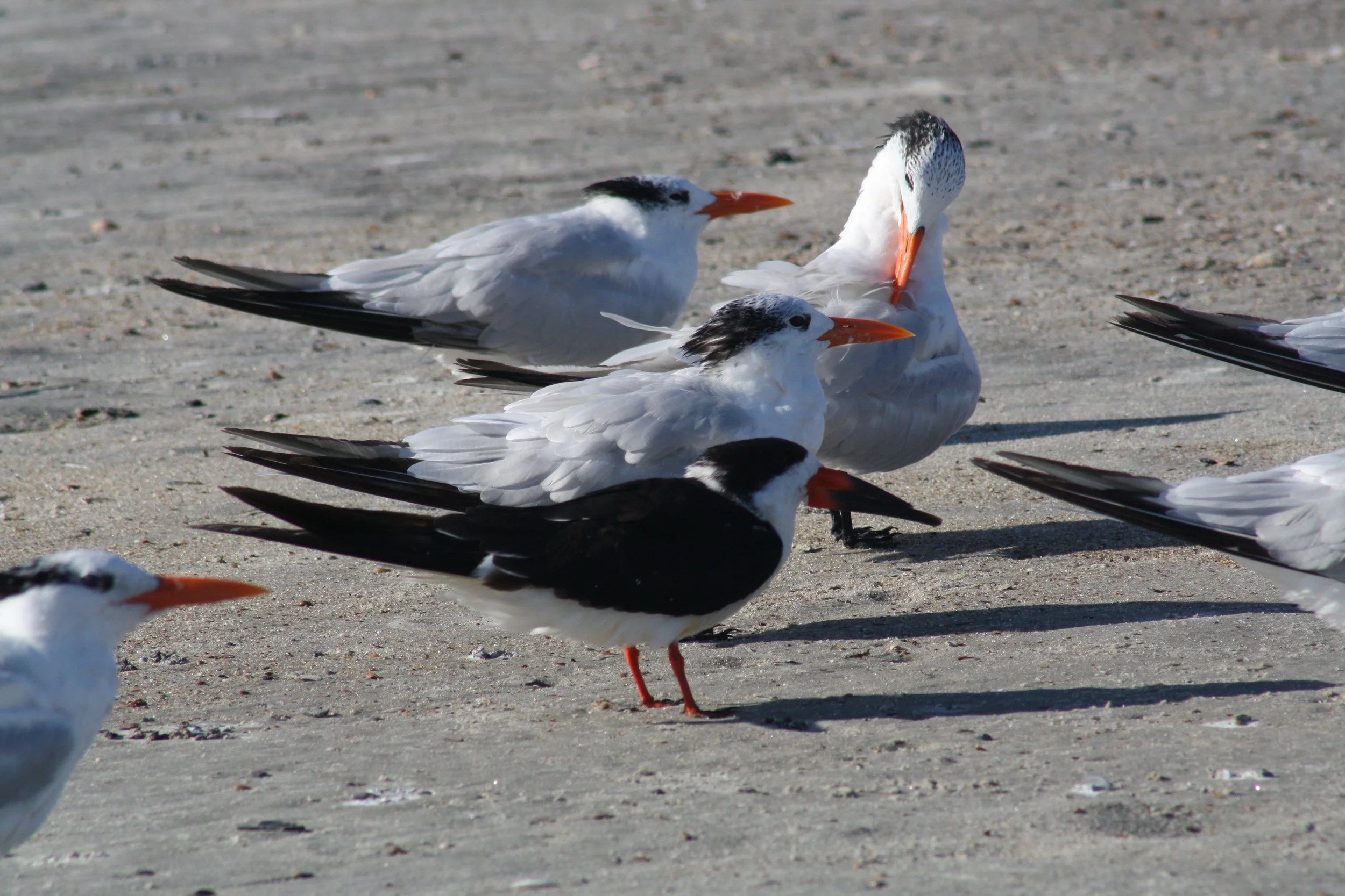 Royal Tern and Black Skimmer, Tybee Island, GA, 2025.