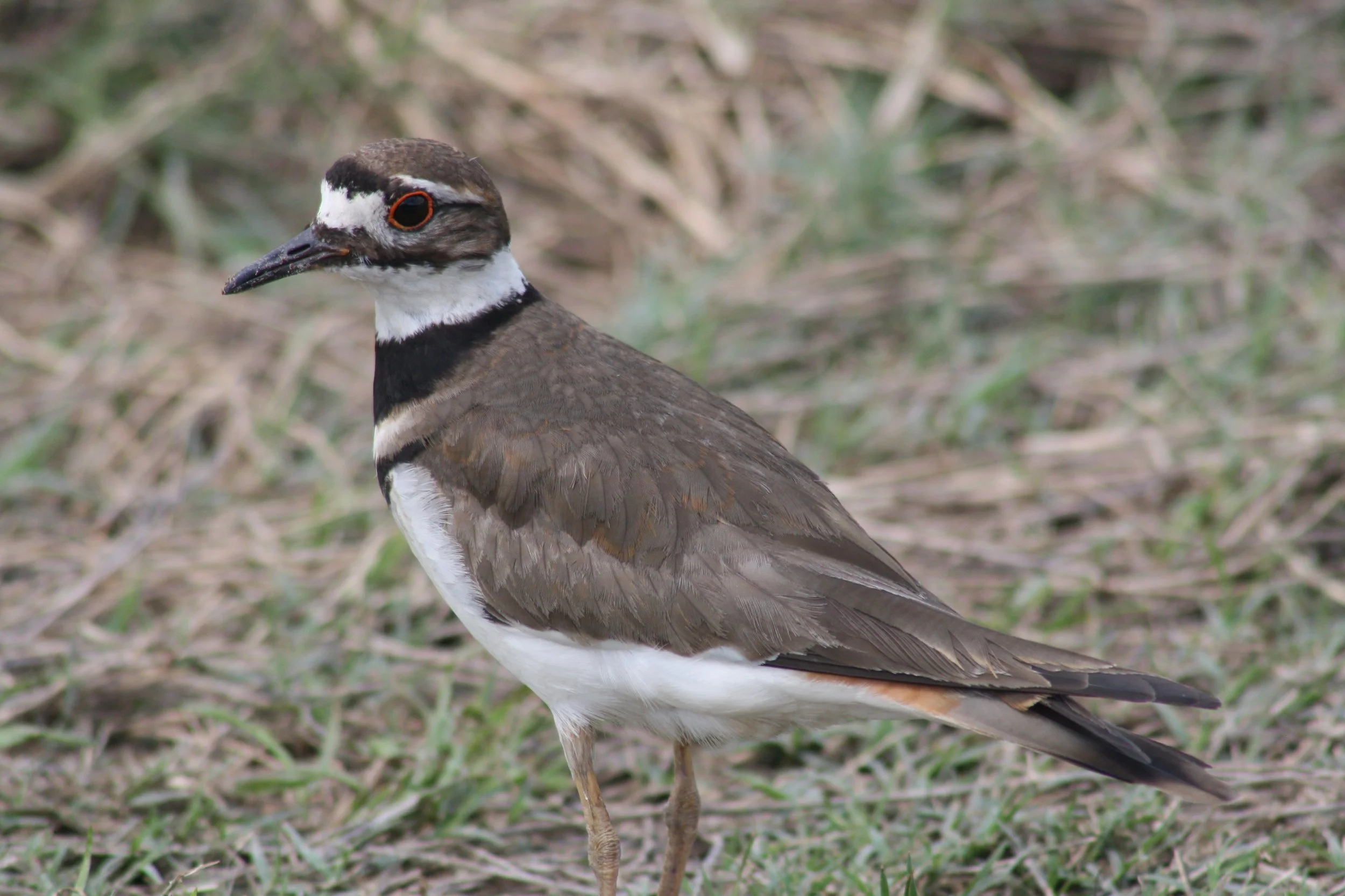 Killdeer, Savannah, GA, 2026.