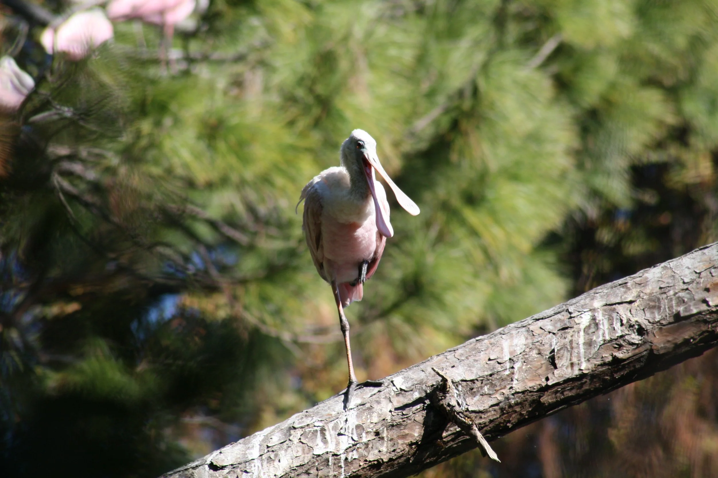 Roseate Spoonbill, Jekyll Island, GA, 2025.