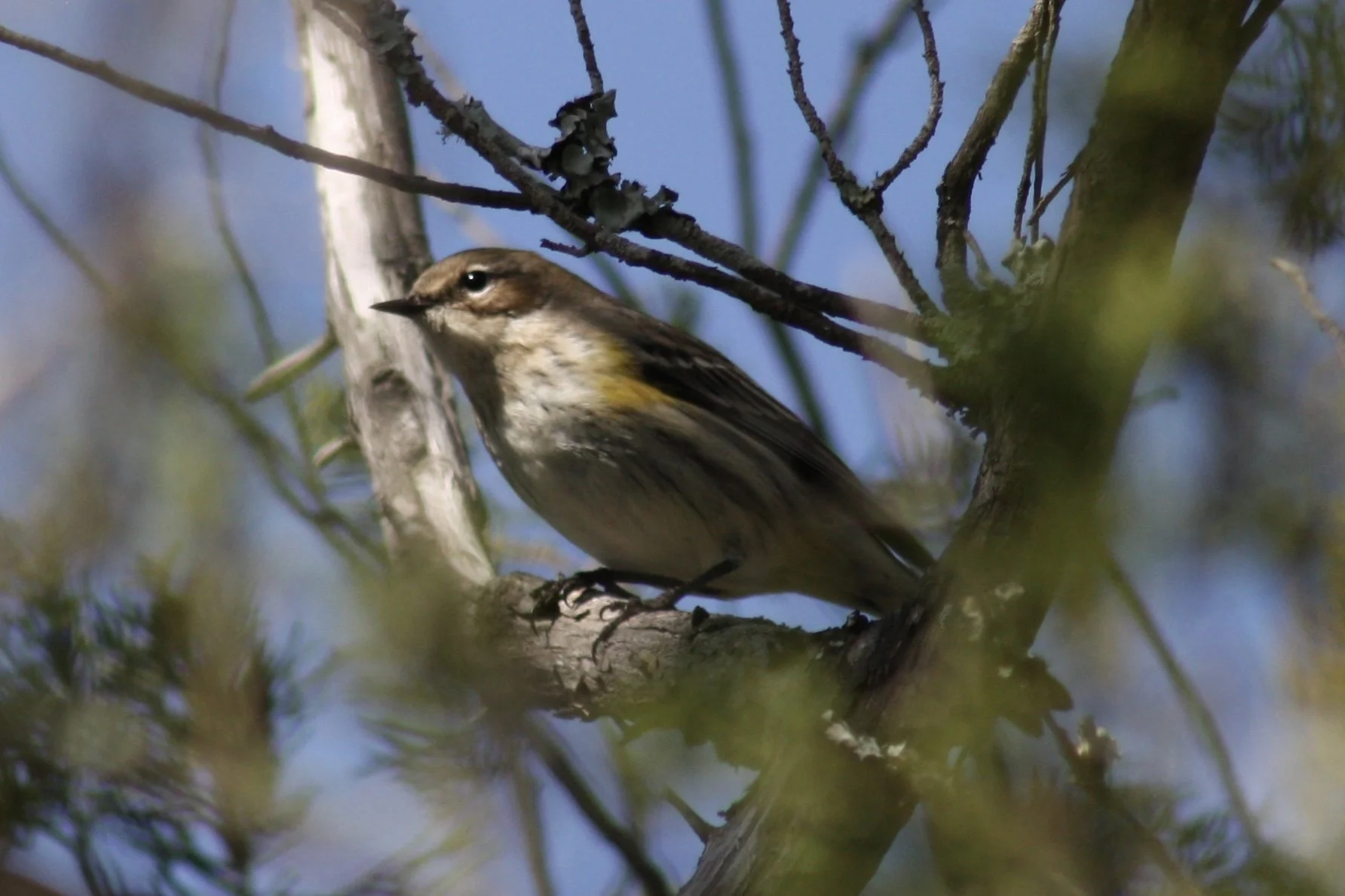 Yellow Rumped Warbler, Skidaway Island, GA, 2026.