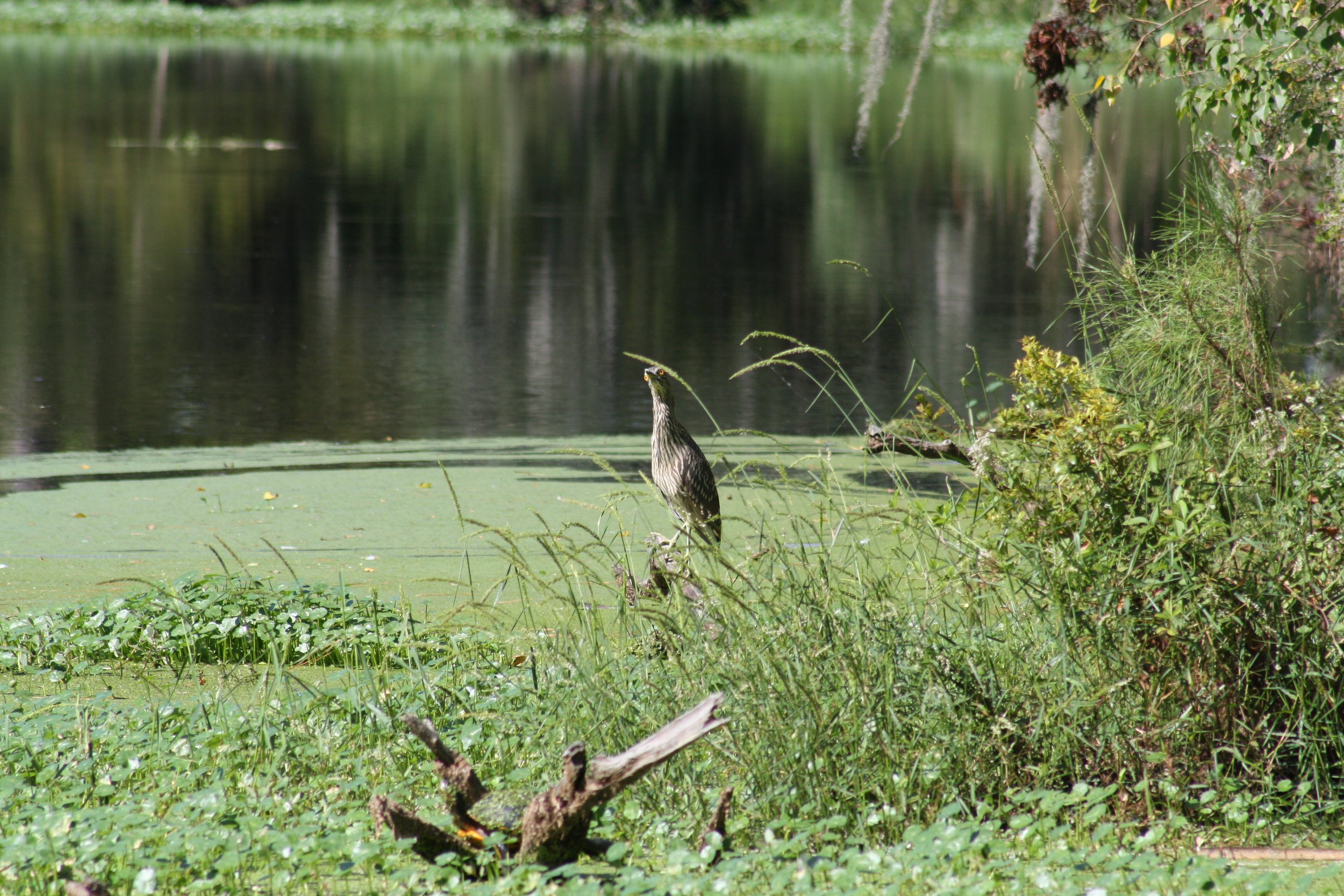 Yellow Crowned Night Heron, Skidaway Island, GA, 2025.