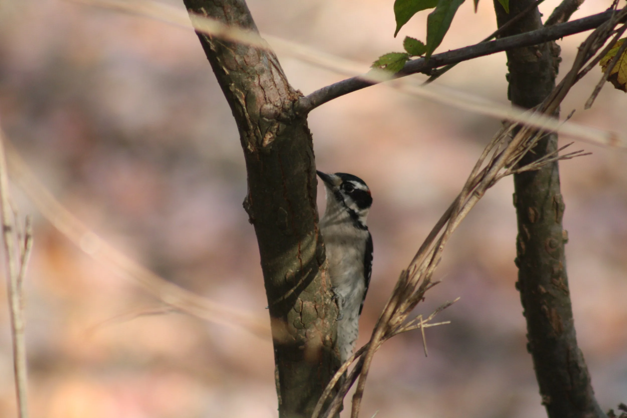 Downy Woodpecker, Atlanta, GA, 2025.