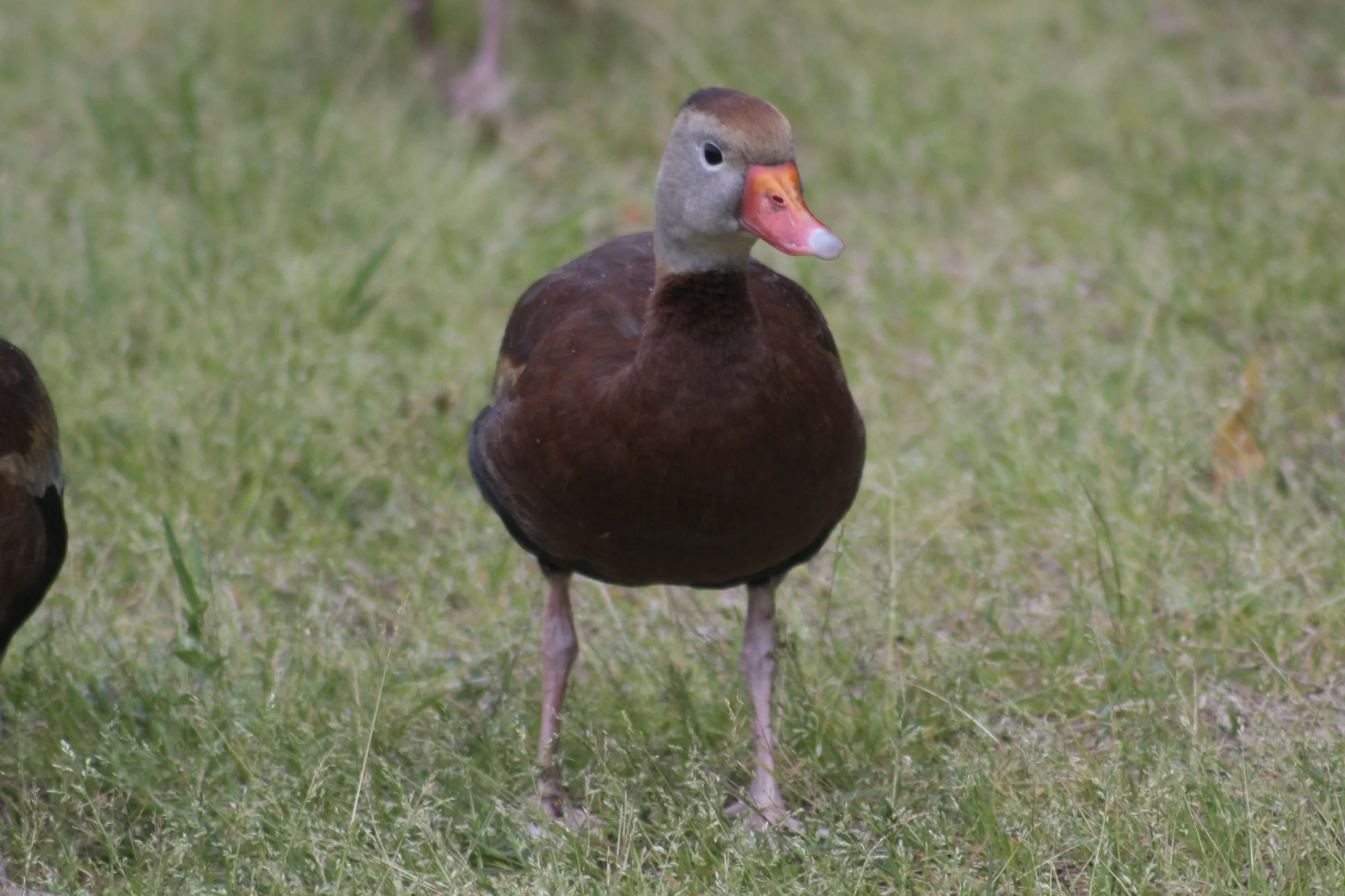 Black Bellied Whistling Duck, Hilton Head Island, SC, 2026.