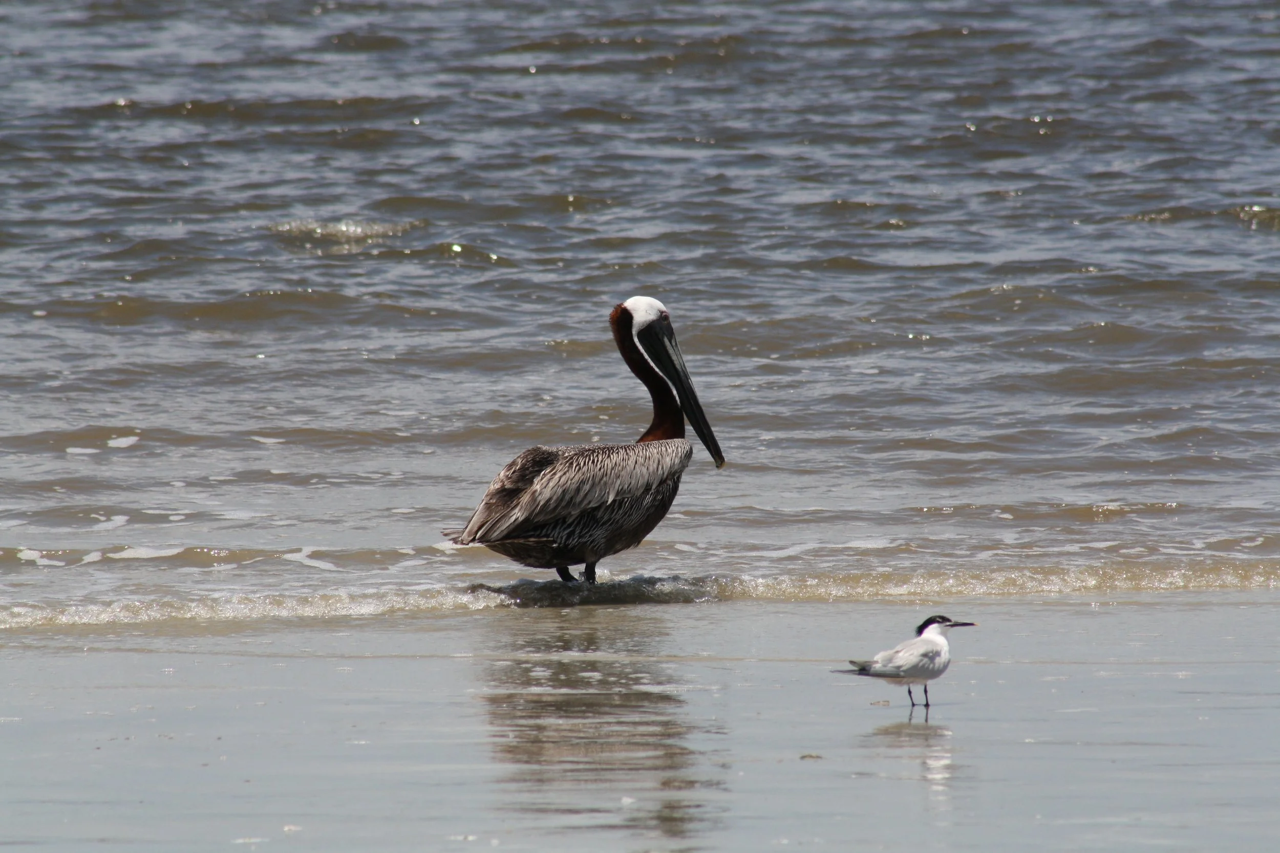 Brown Pelican and Caspian Tern, Jekyll Island, GA, 2025.