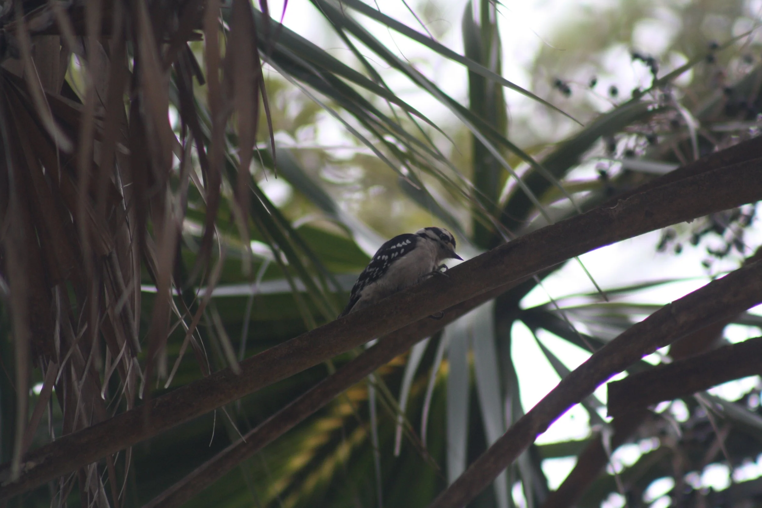 Downy Woodpecker, Skidaway Island, GA, 2025.