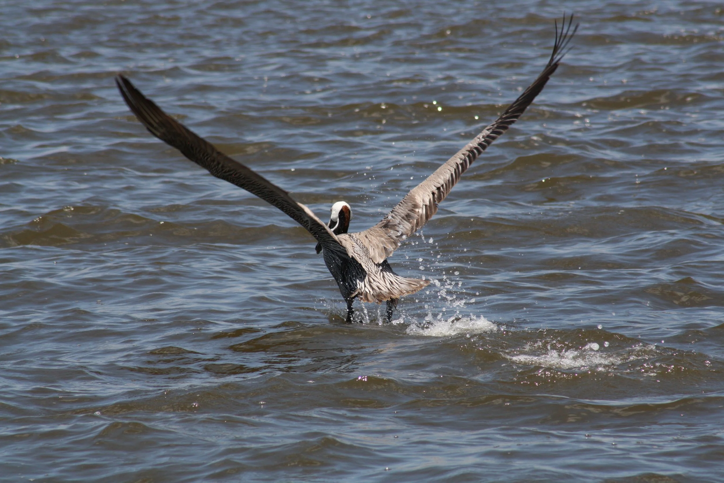 Brown Pelican, Jekyll Island, GA, 2025.