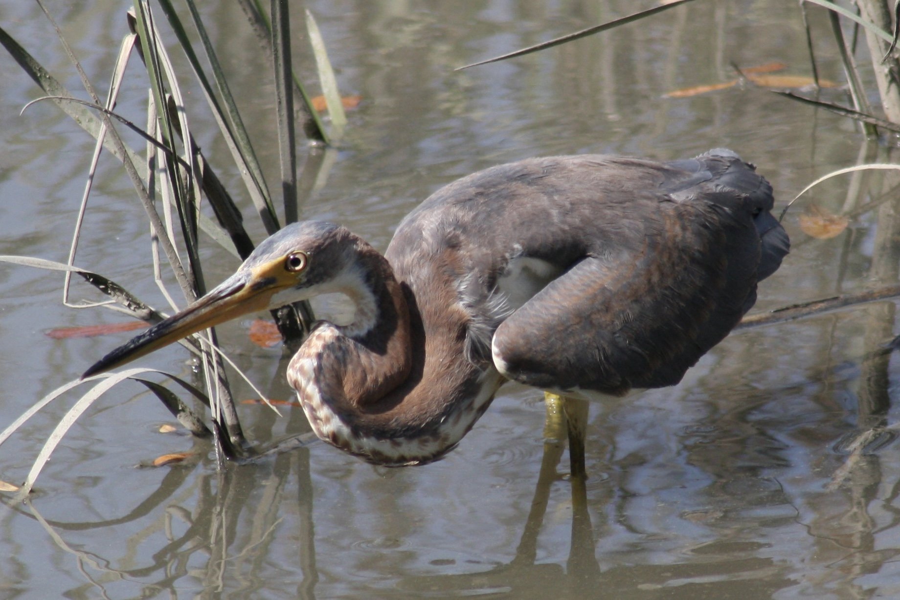 Tricolored Heron, Skidaway Island, GA, 2026.