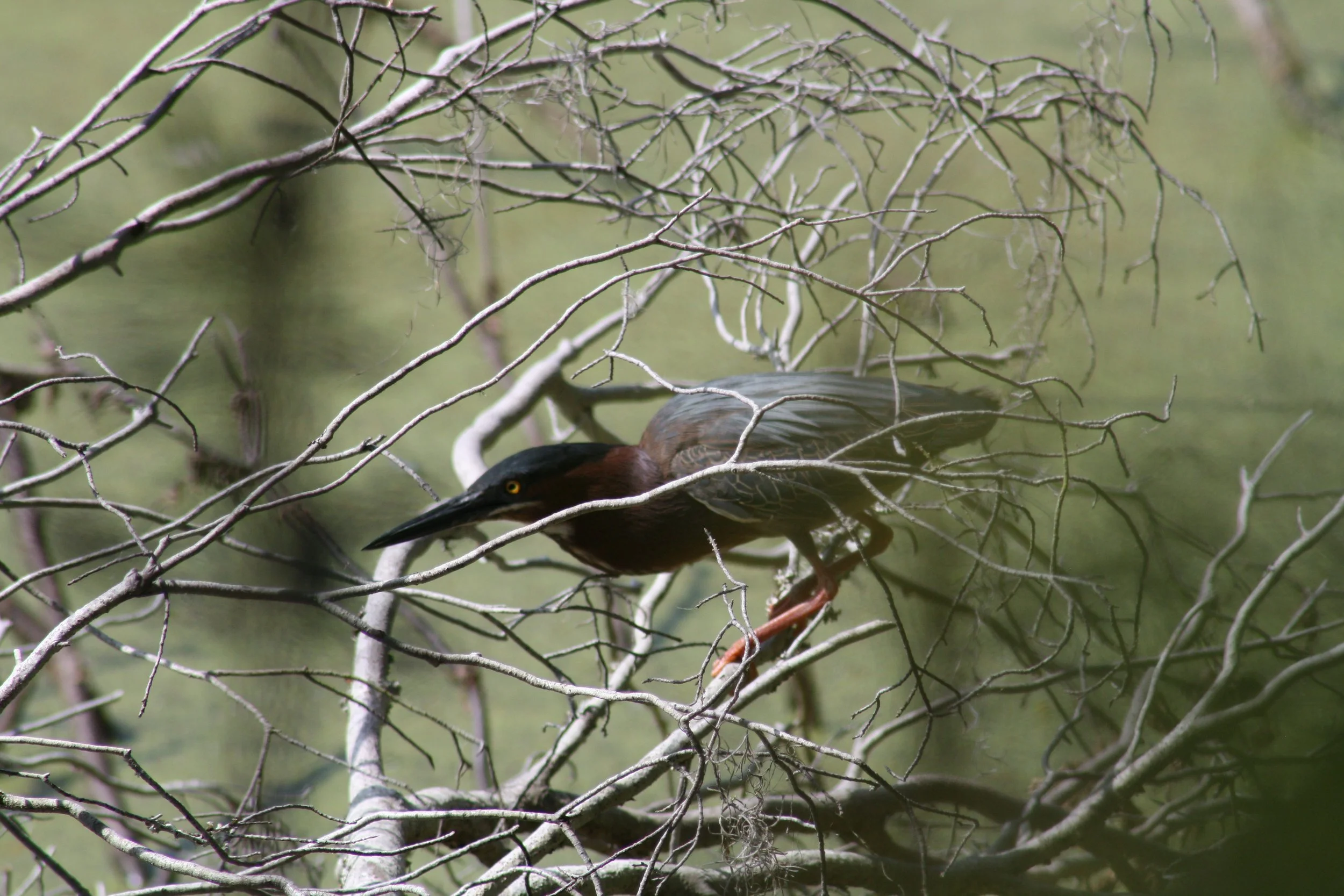Green Heron, Skidaway Island, GA, 2025.