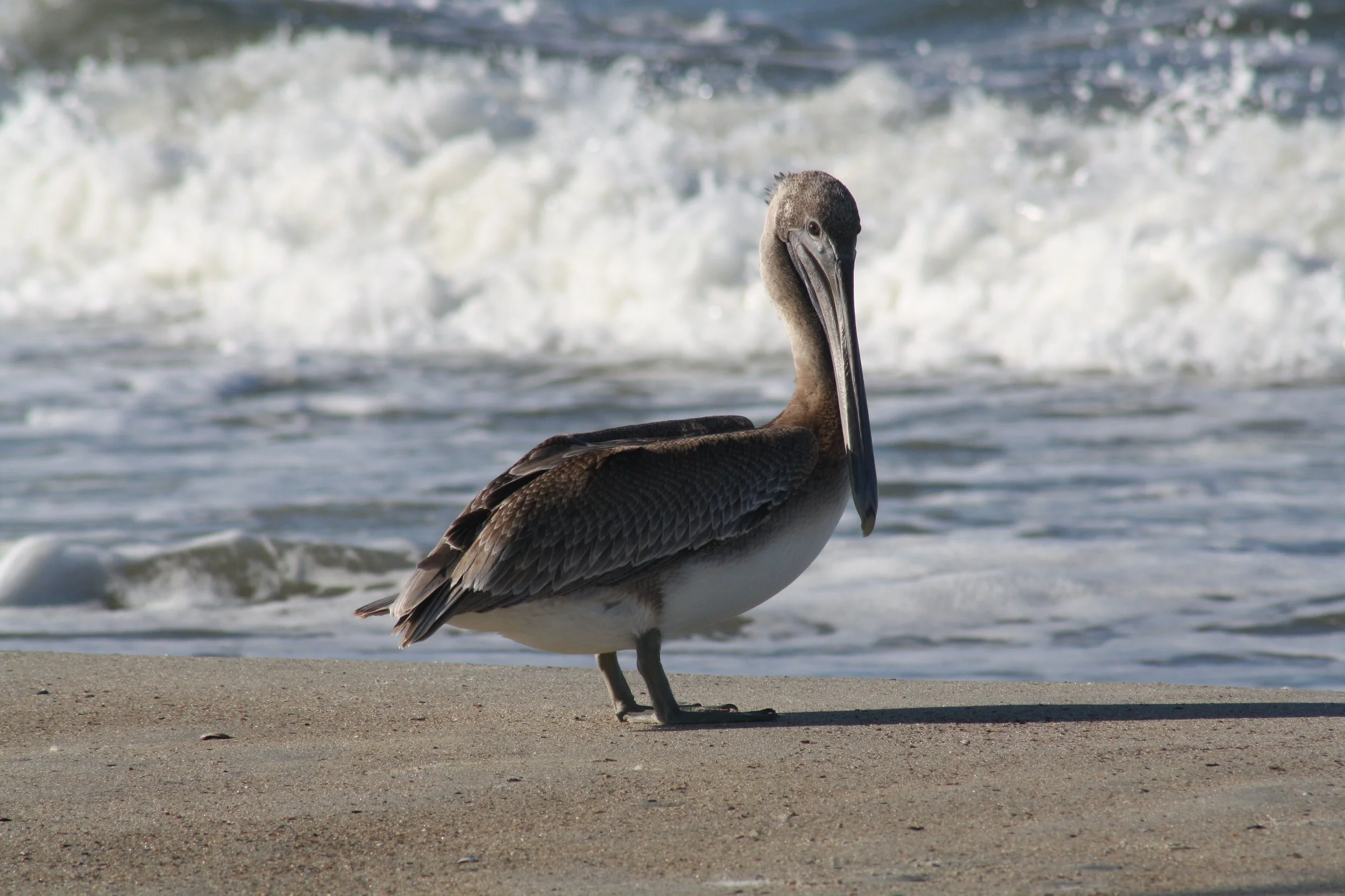 Brown Pelican, Tybee Island, GA, 2025.