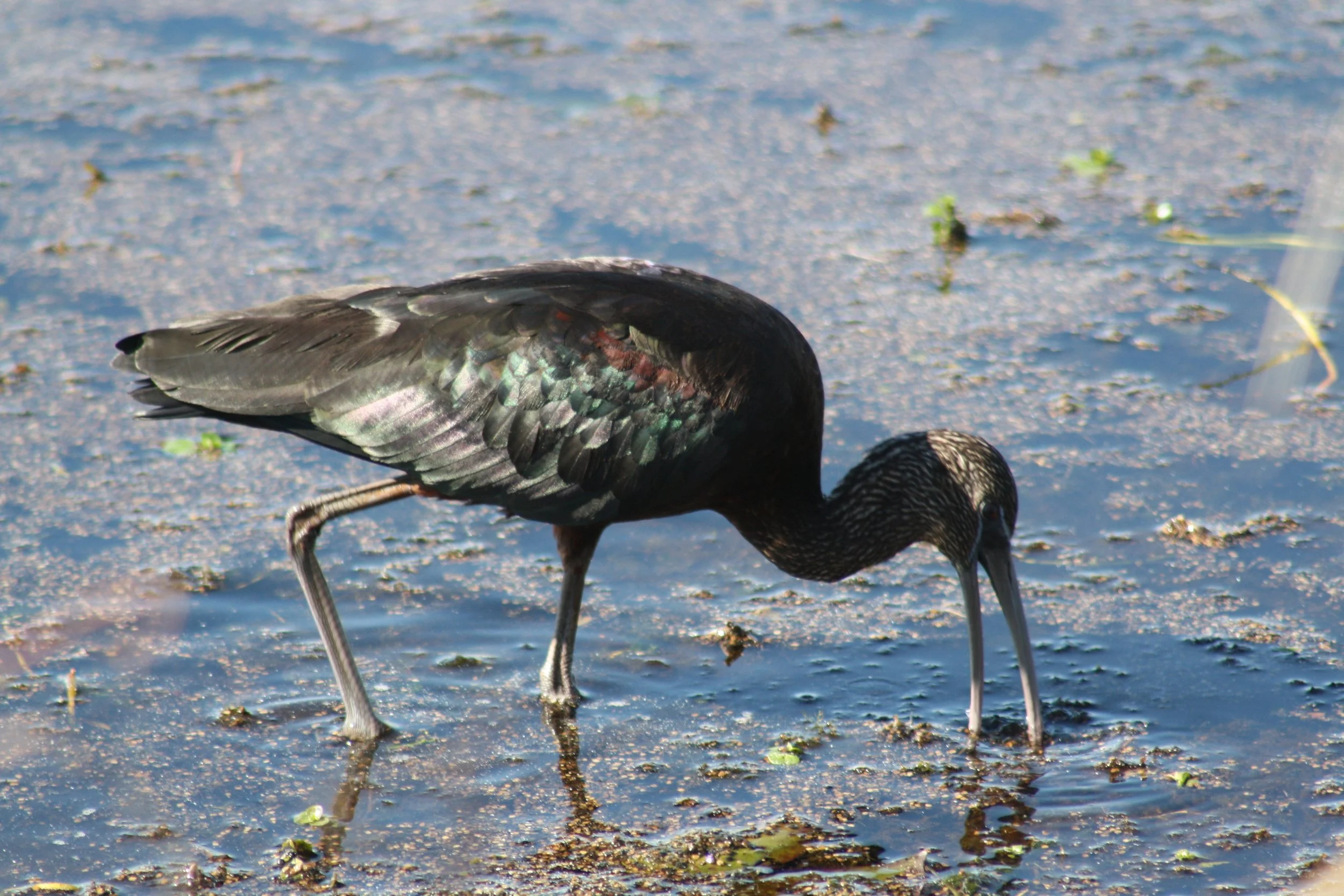 Glossy Ibis, Savannah, GA, 2026.
