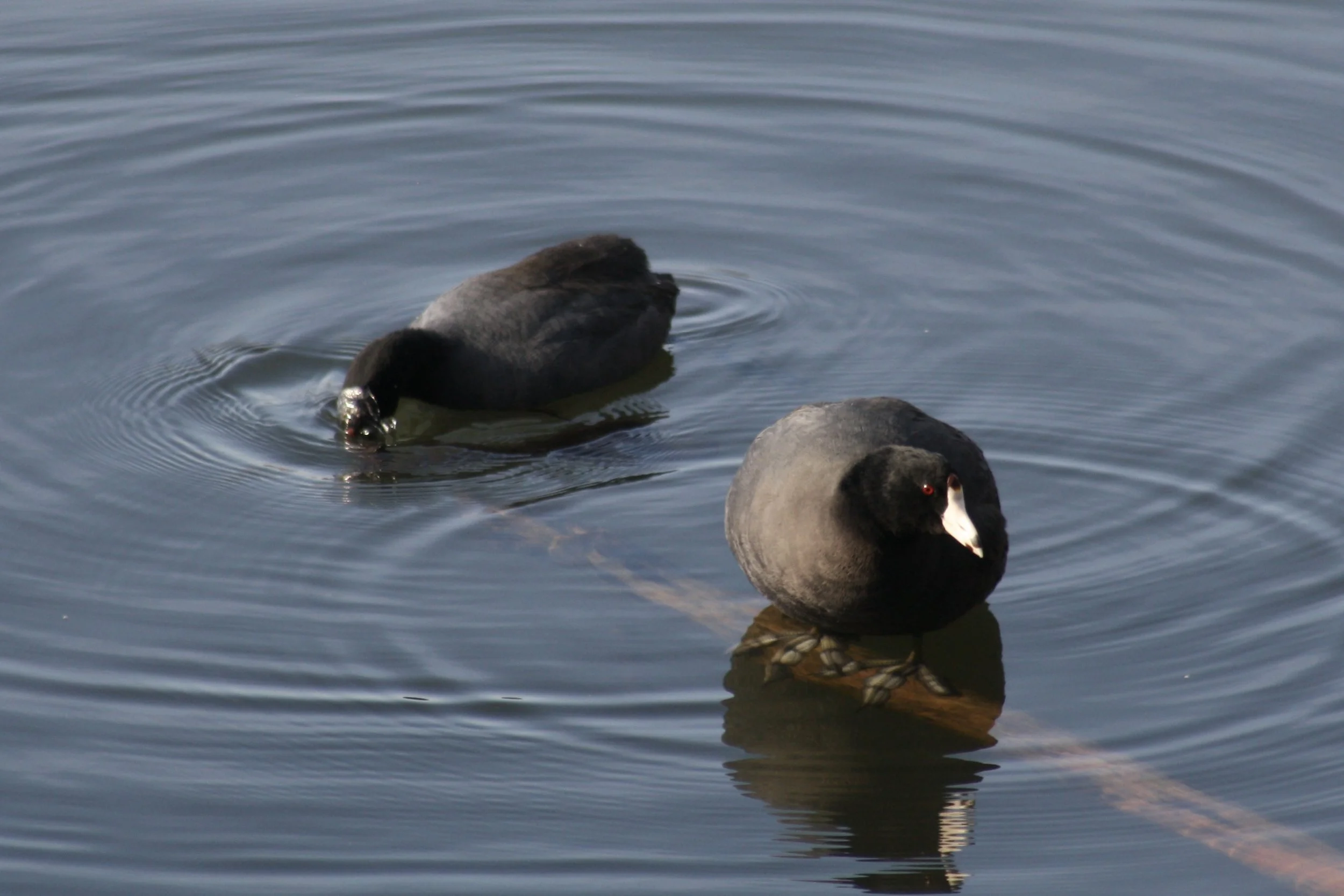 American Coot, Savannah, GA, 2026.