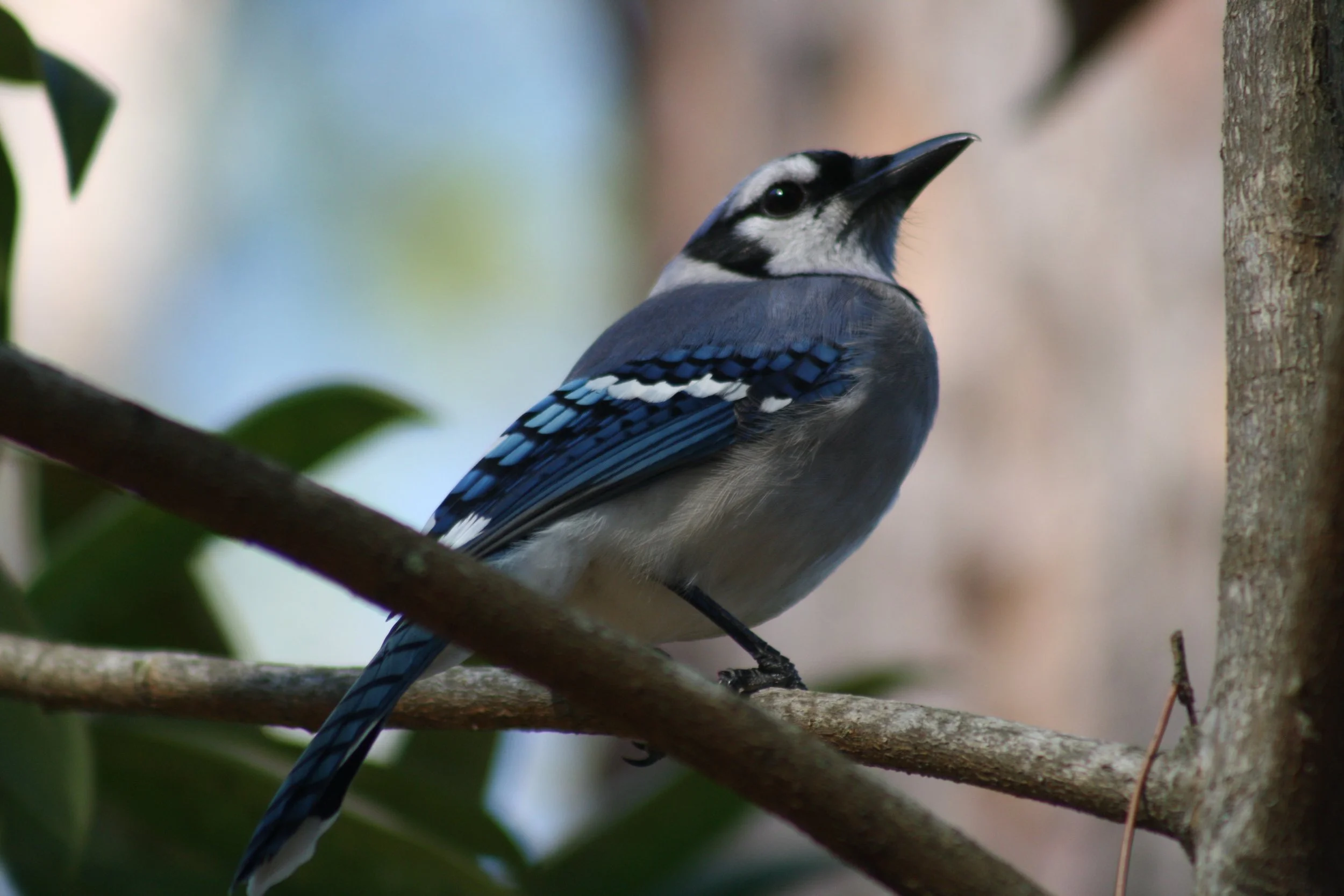 Blue Jay, Jekyll Island, GA, 2026.