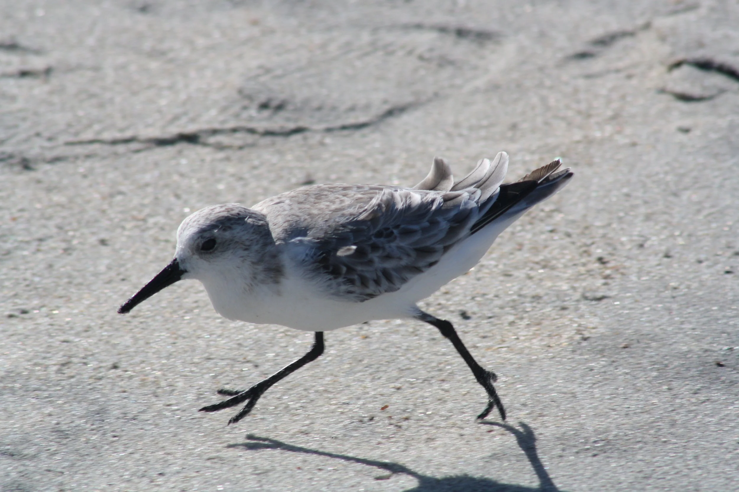 Sanderling, Tybee Island, GA, 2025.