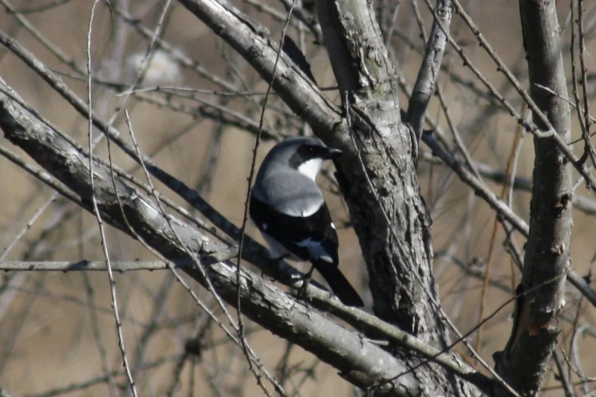 Loggerhead Shrike, Savannah, GA, 2025.