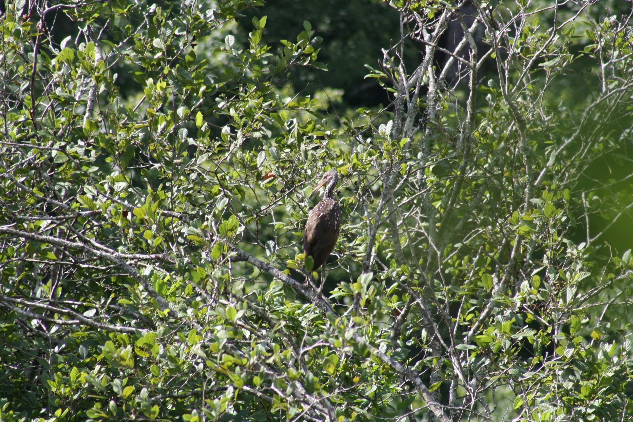 Limpkin, Auburn, GA, 2025.