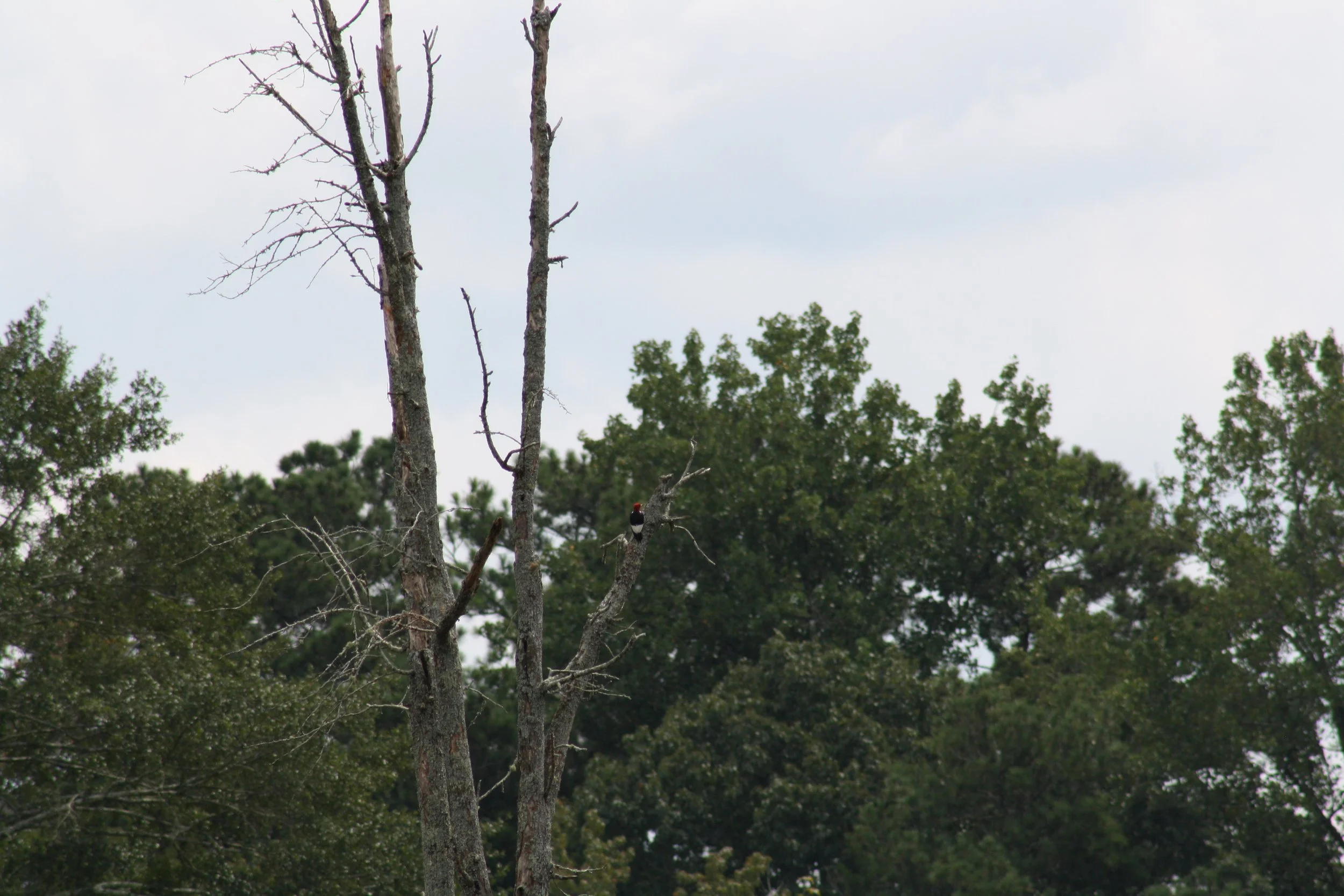 Red Headed Woodpecker, Alpharetta, GA, 2025.