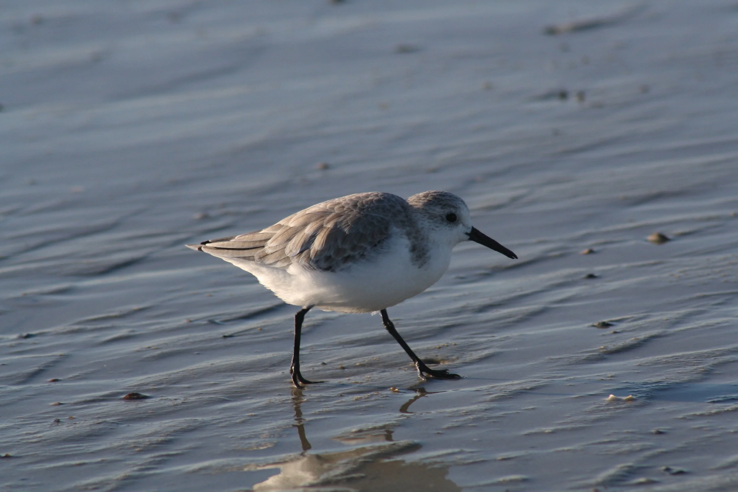 Sanderling, Tybee Island, GA, 2025.