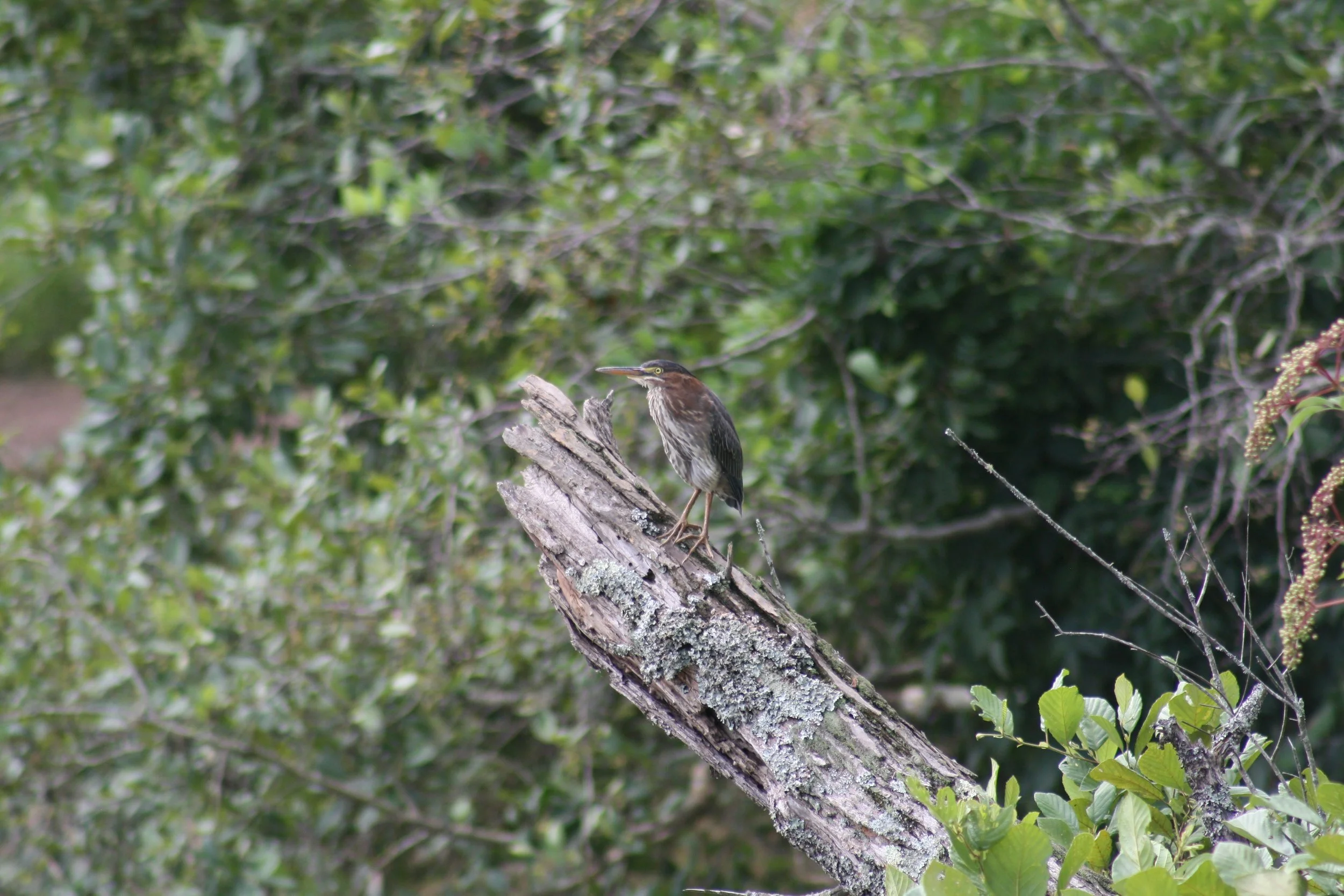 Green Heron, Suwanee, GA, 2025.