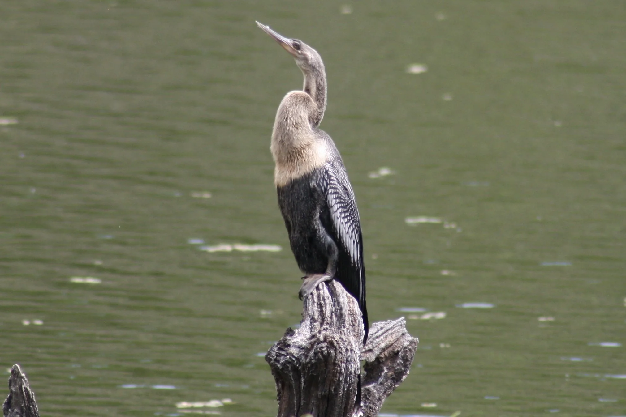 Anhinga, Harris Neck, GA, 2025.