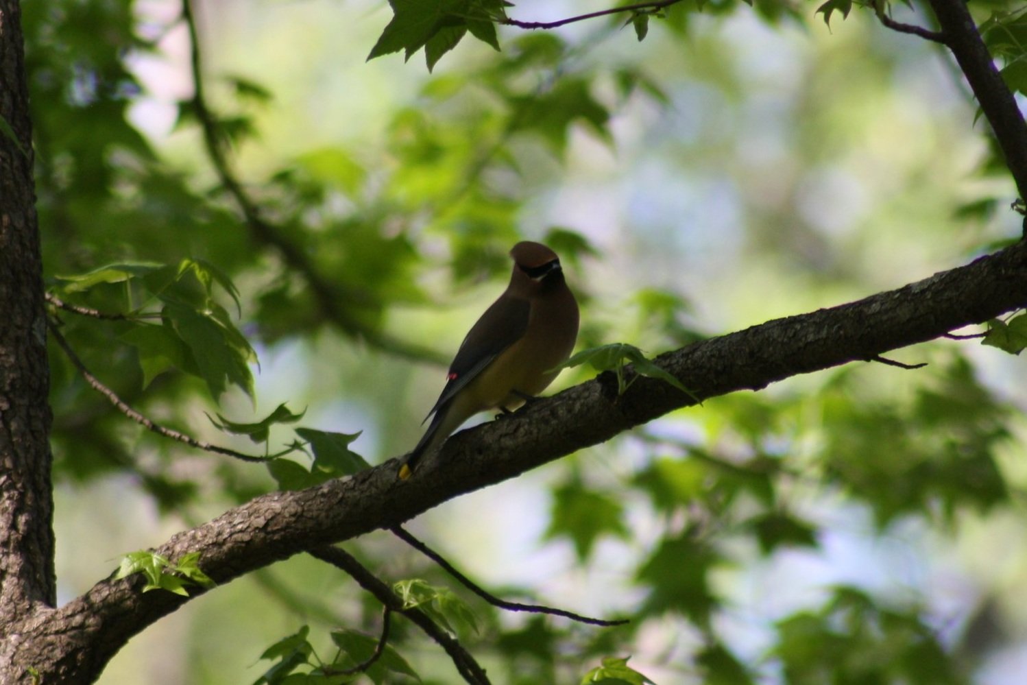 Cedar Waxwing, Atlanta, GA, 2025.