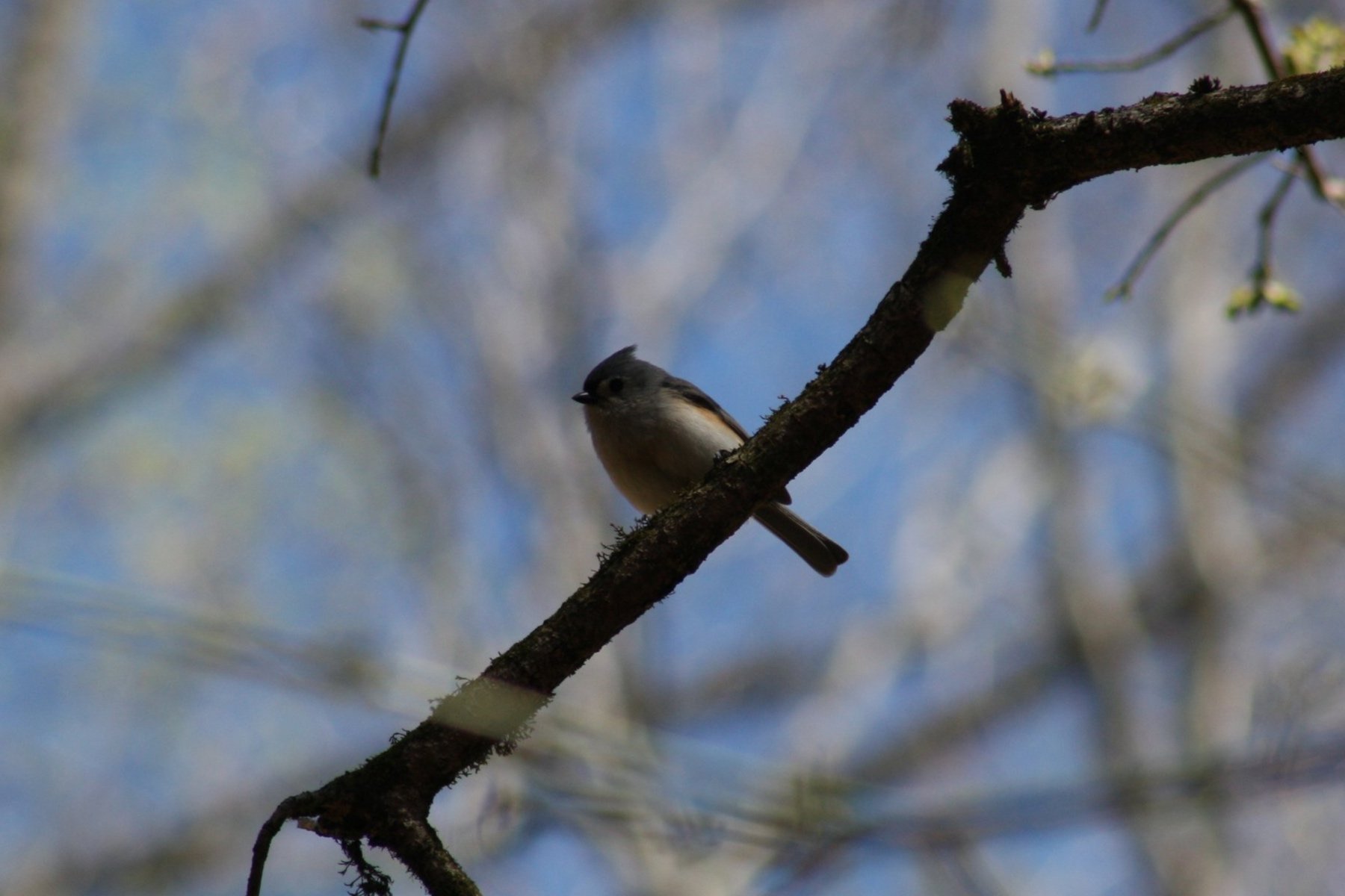 Tufted Titmouse, Atlanta, GA, 2025.