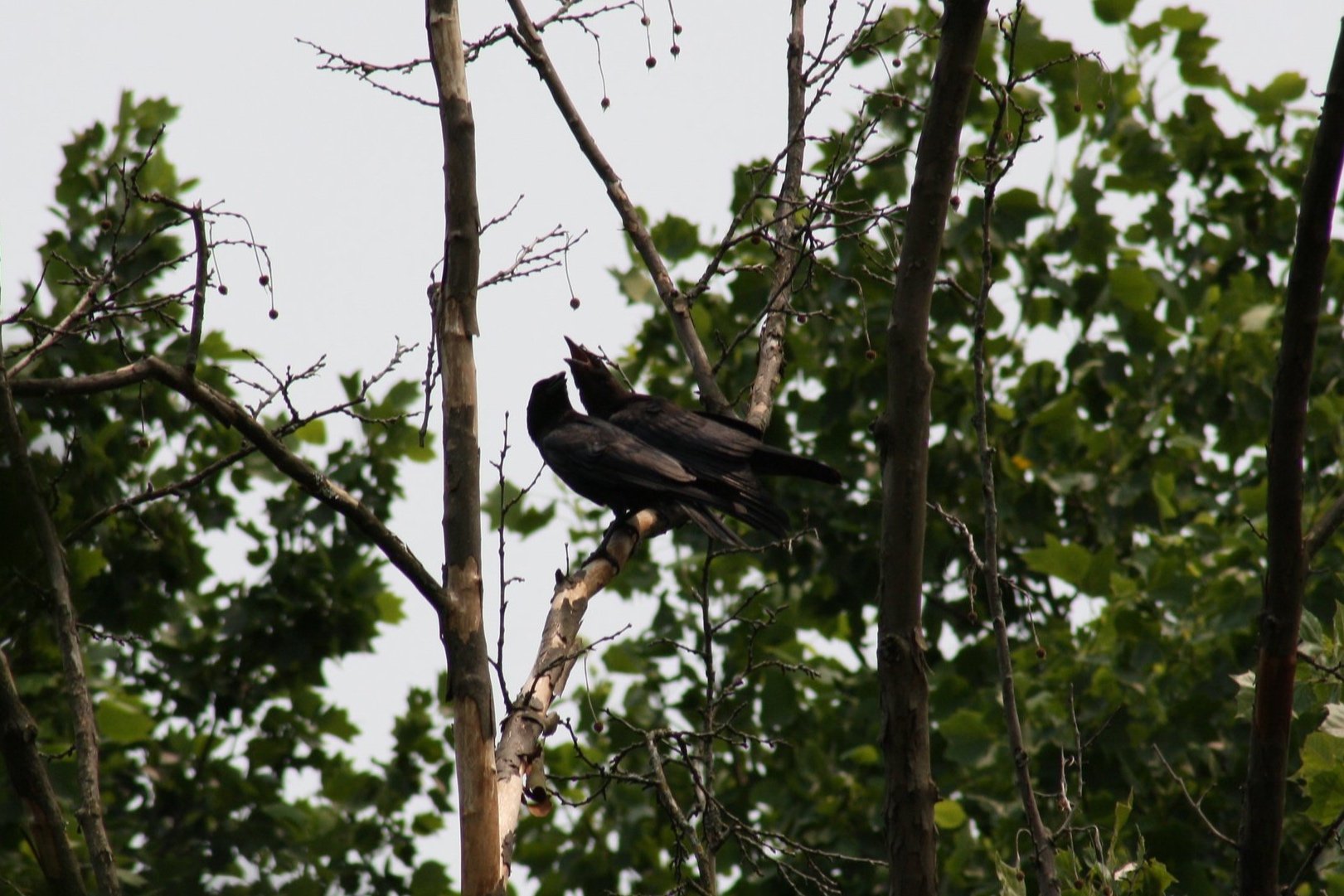 American Crow, Atlanta, GA, 2025.