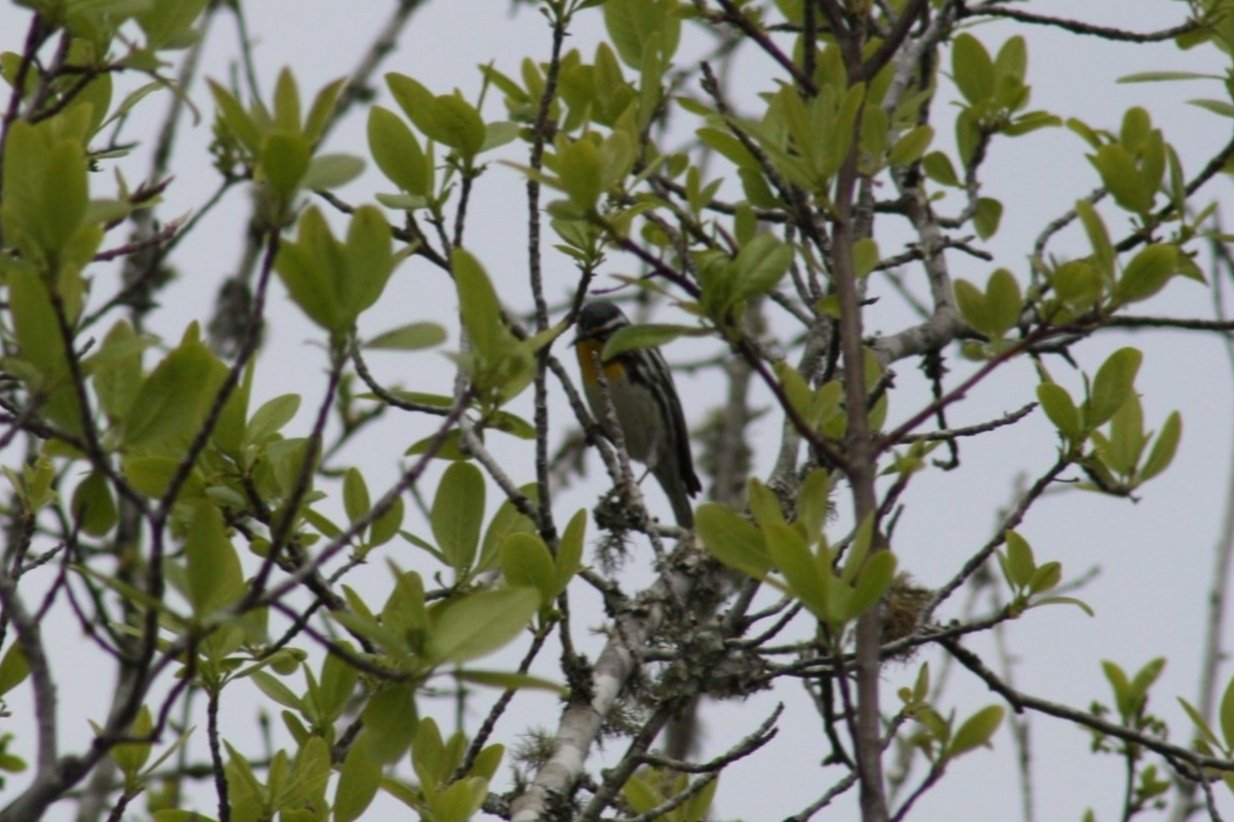 Yellow Throated Warbler, Okefenokee Swamp, GA, 2025.